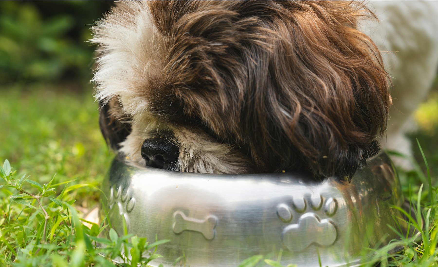 犬の食欲がない時のご飯、変える前に確認すること。のメイン画像