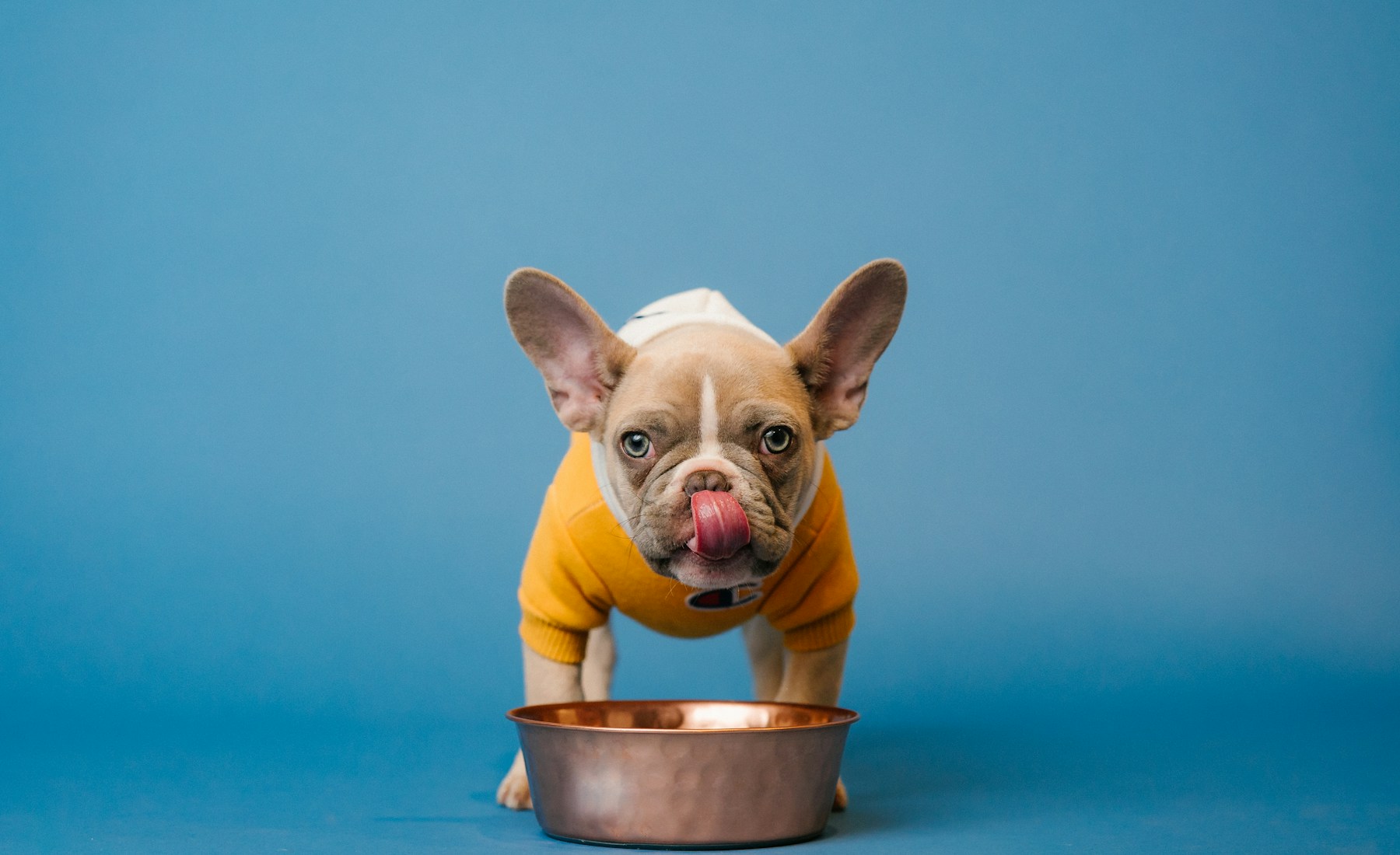 犬の食欲がなく元気もない時、家庭で見る順番。のメイン画像