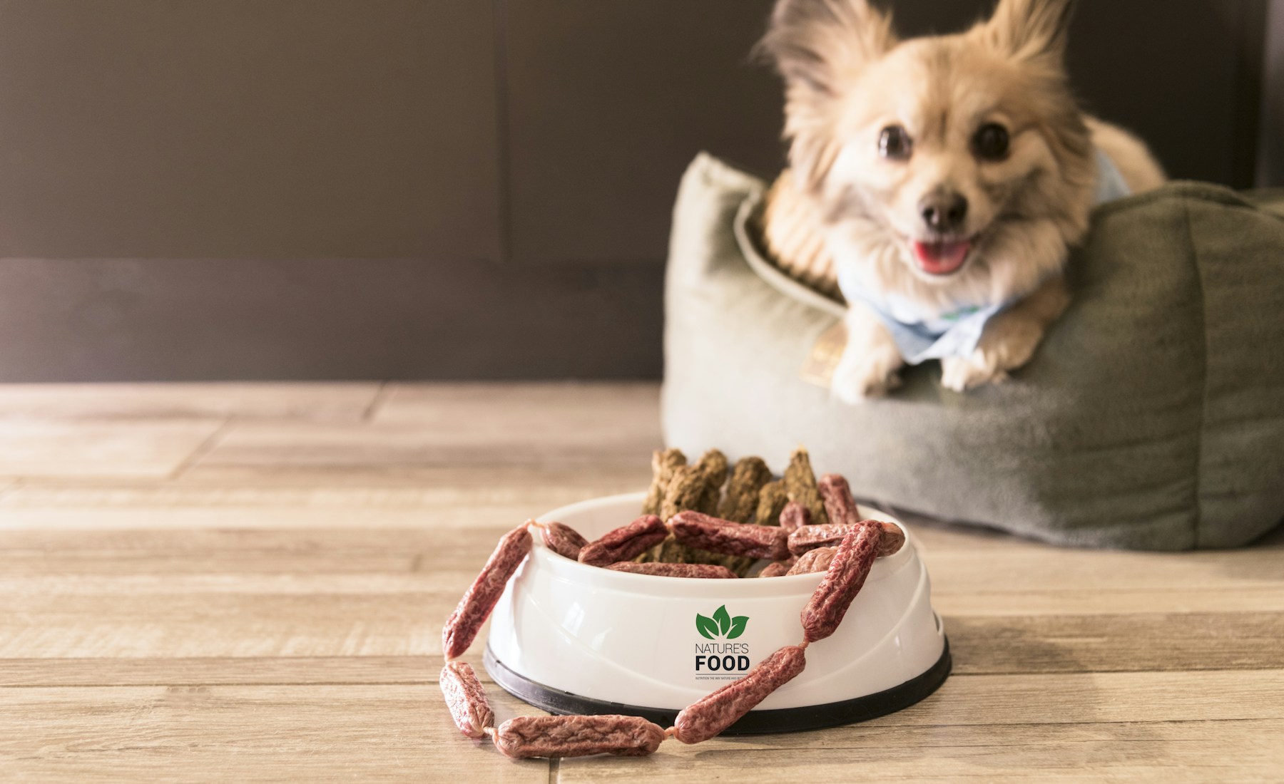 犬がおやつは食べるのにご飯を食べない時、最初に見ること。のメイン画像