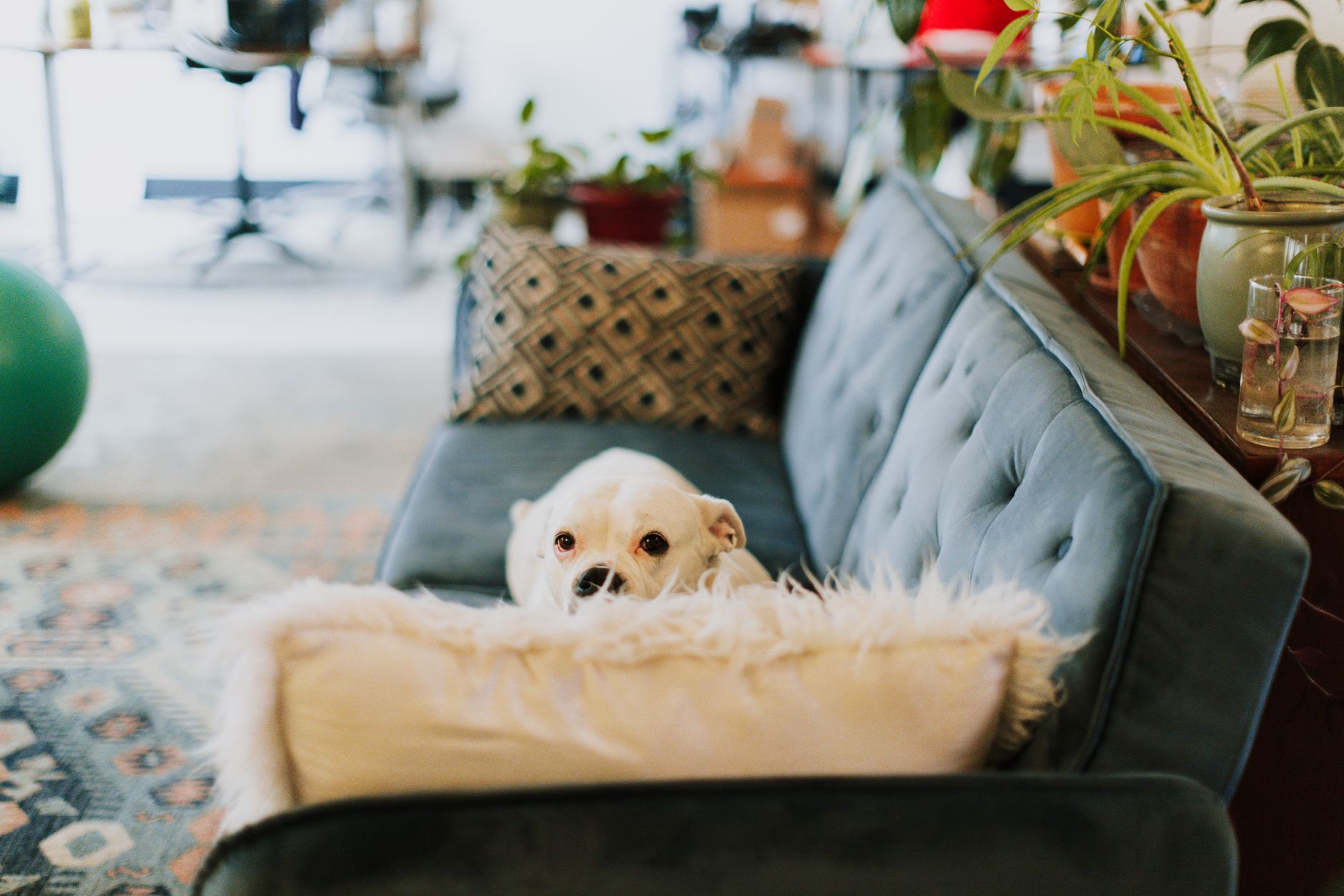 子犬の散歩デビュー前に確認すること。のメイン画像
