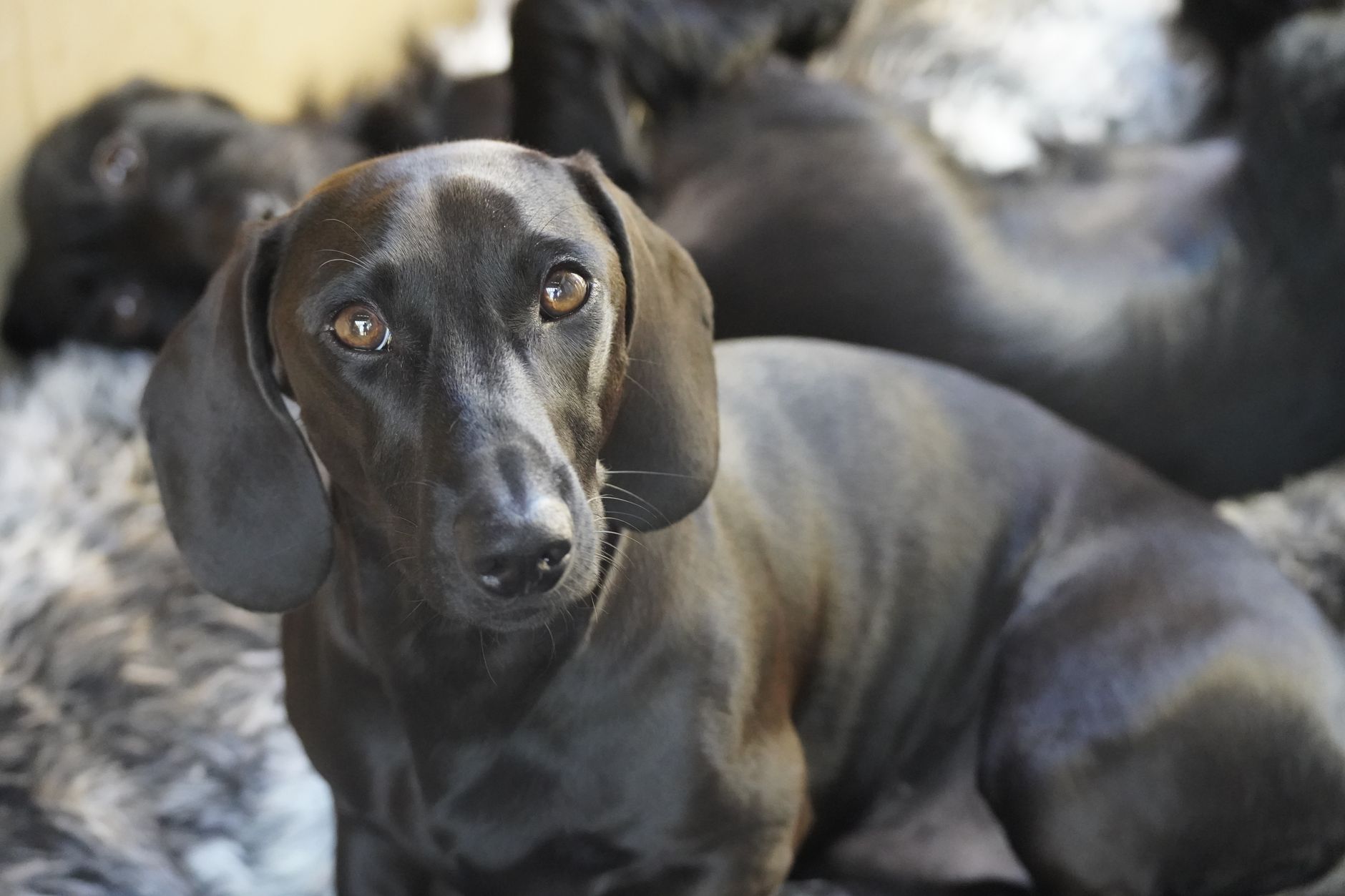 犬の皮膚が赤い時に家庭で見ること。のメイン画像
