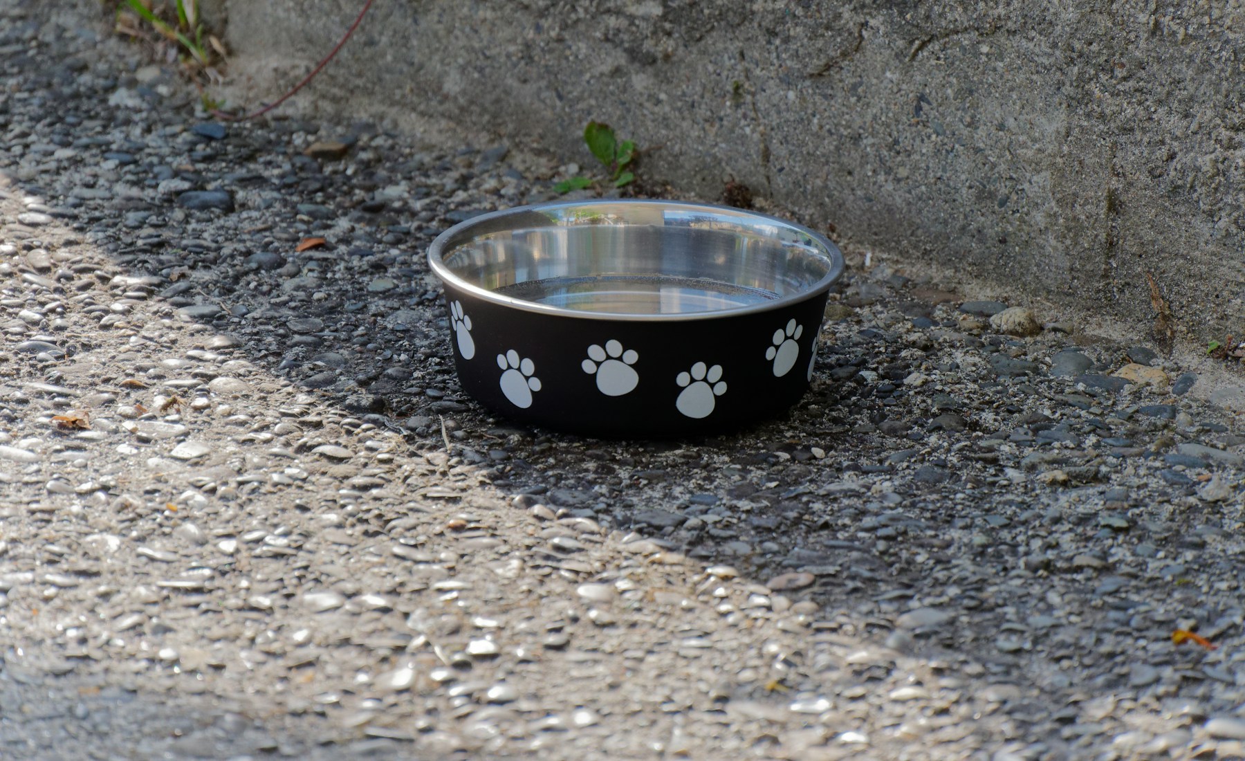 犬のご飯にトッピングする前に見ること。のメイン画像
