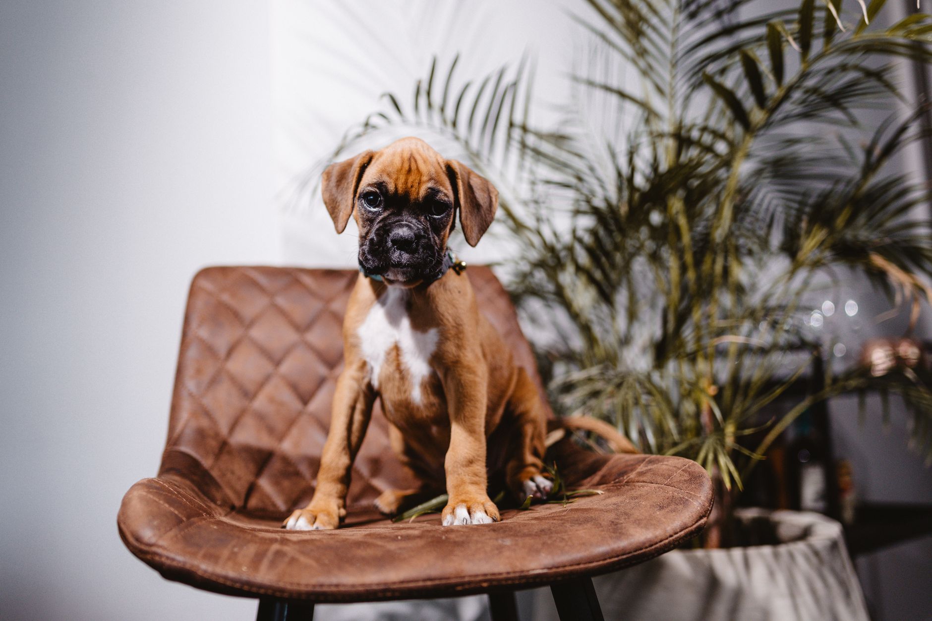 犬のおしっこが多い時、まず量を見る。のメイン画像