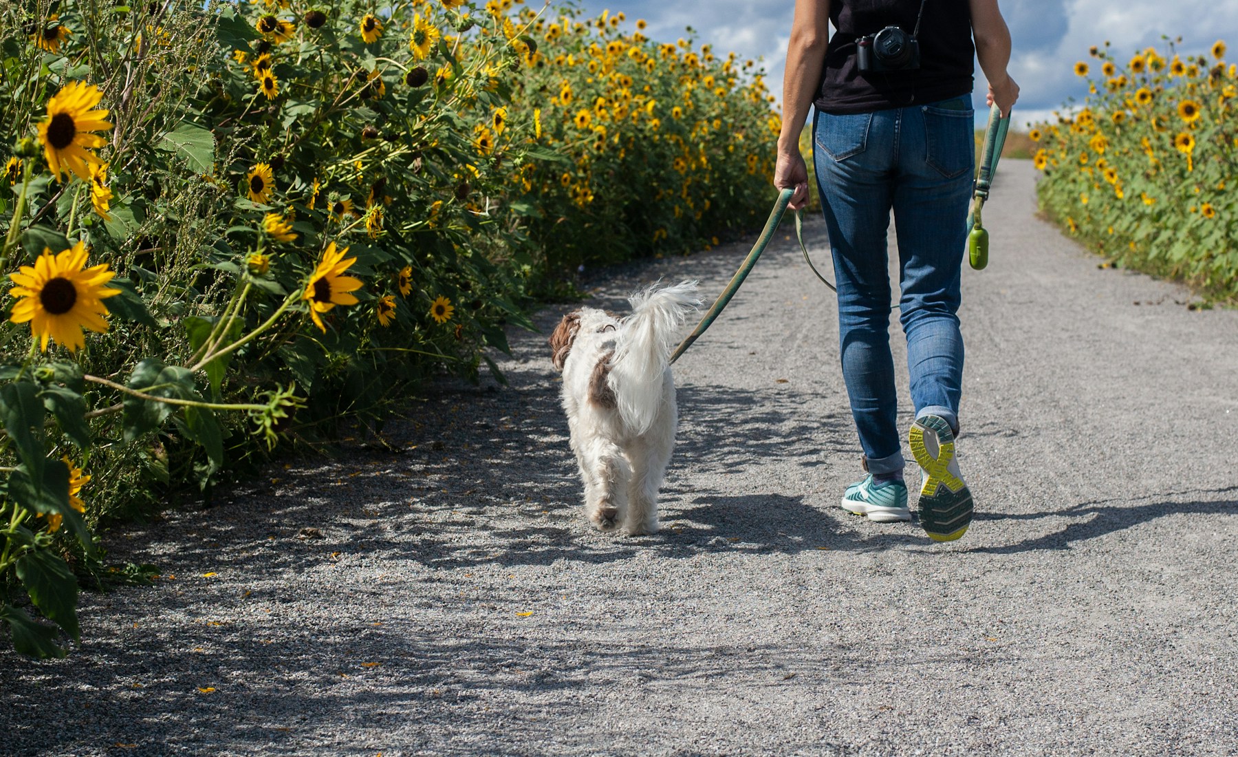 犬同伴カフェに行く前に、家で見ておきたいこと。のメイン画像