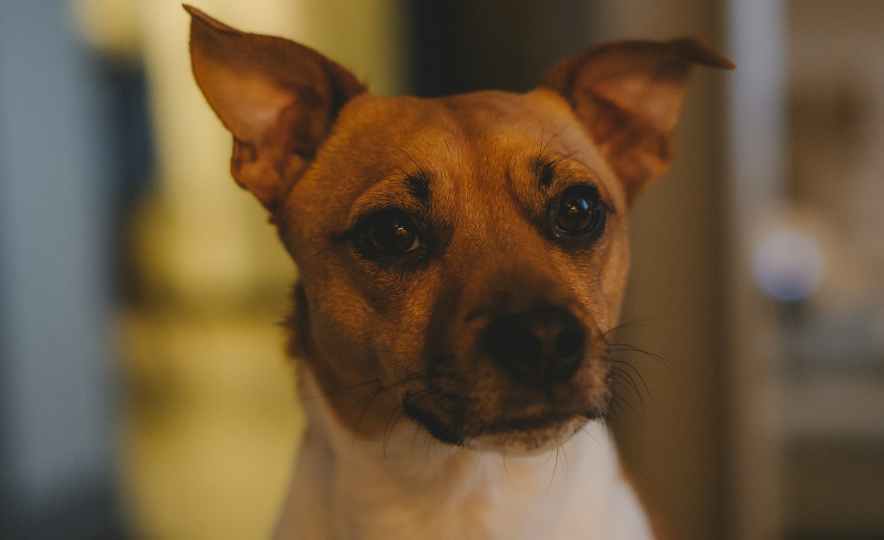 犬が足を舐める時、癖と不調を分ける。のメイン画像