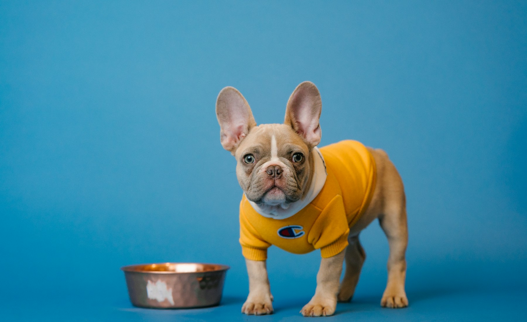 犬がご飯を食べない時の食べさせ方、まず整えること。のメイン画像