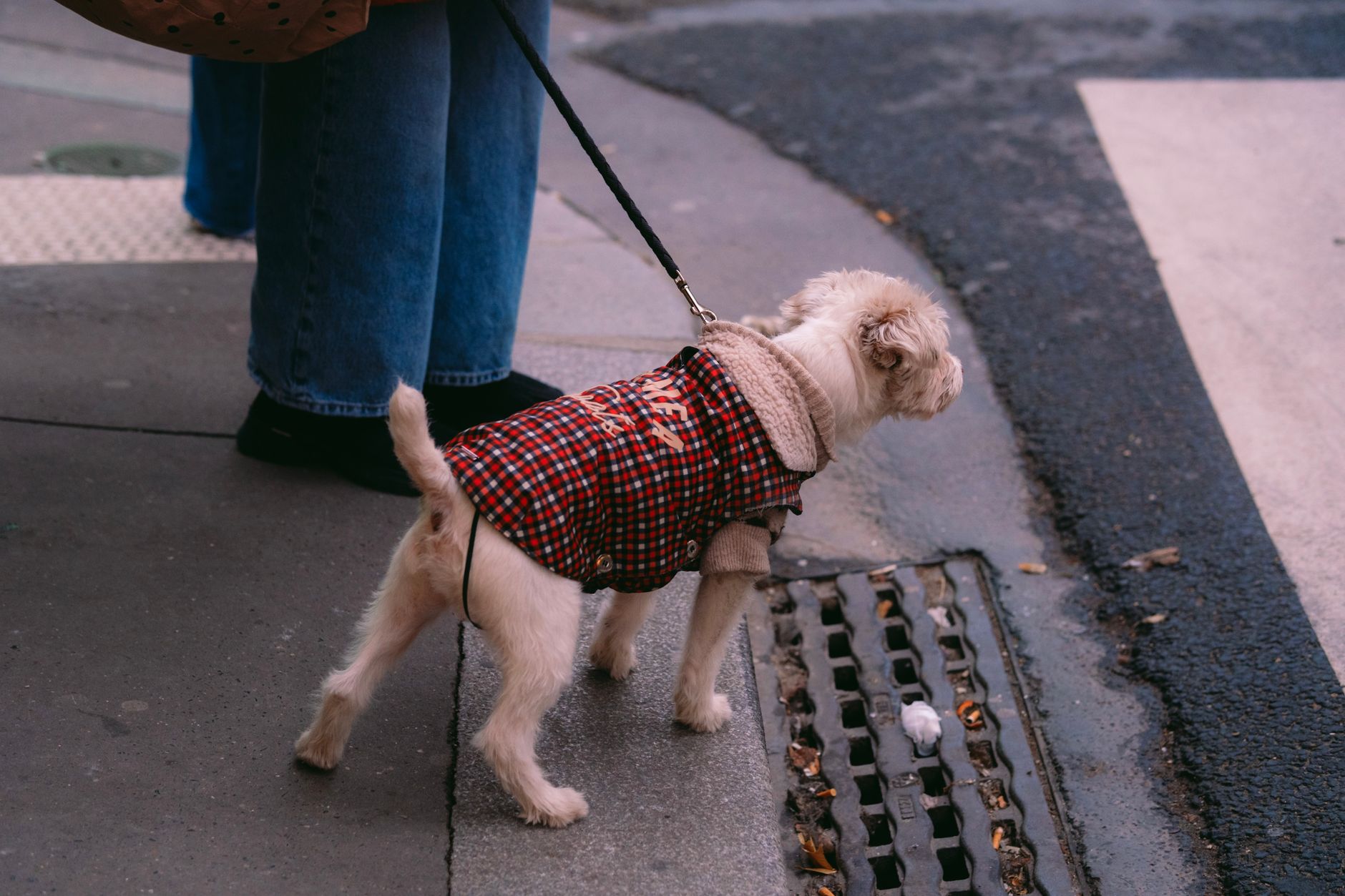 犬が散歩で引っ張る時、力で止める前に。のメイン画像