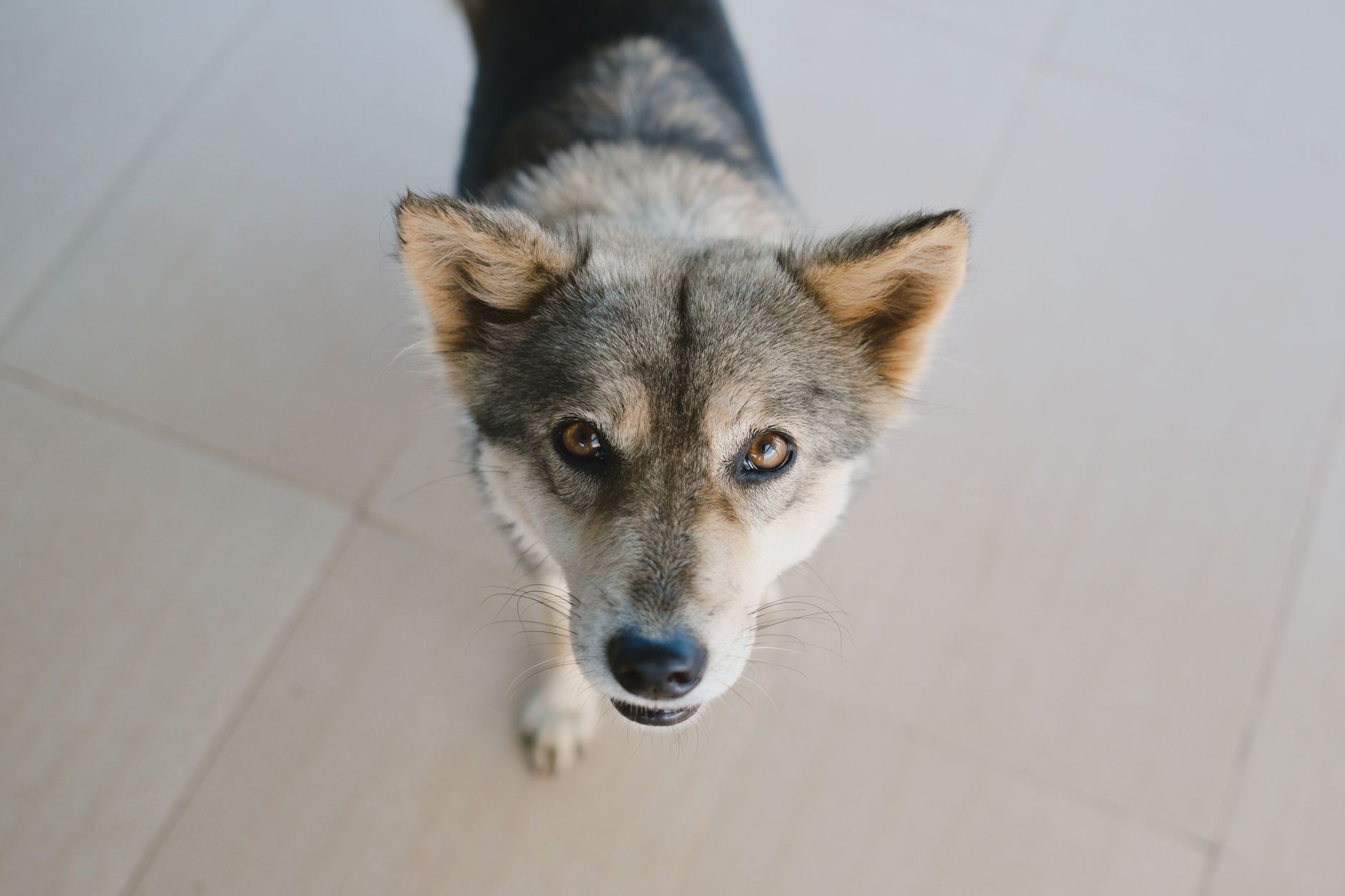 犬が震える時、寒さ以外に見ること。のメイン画像