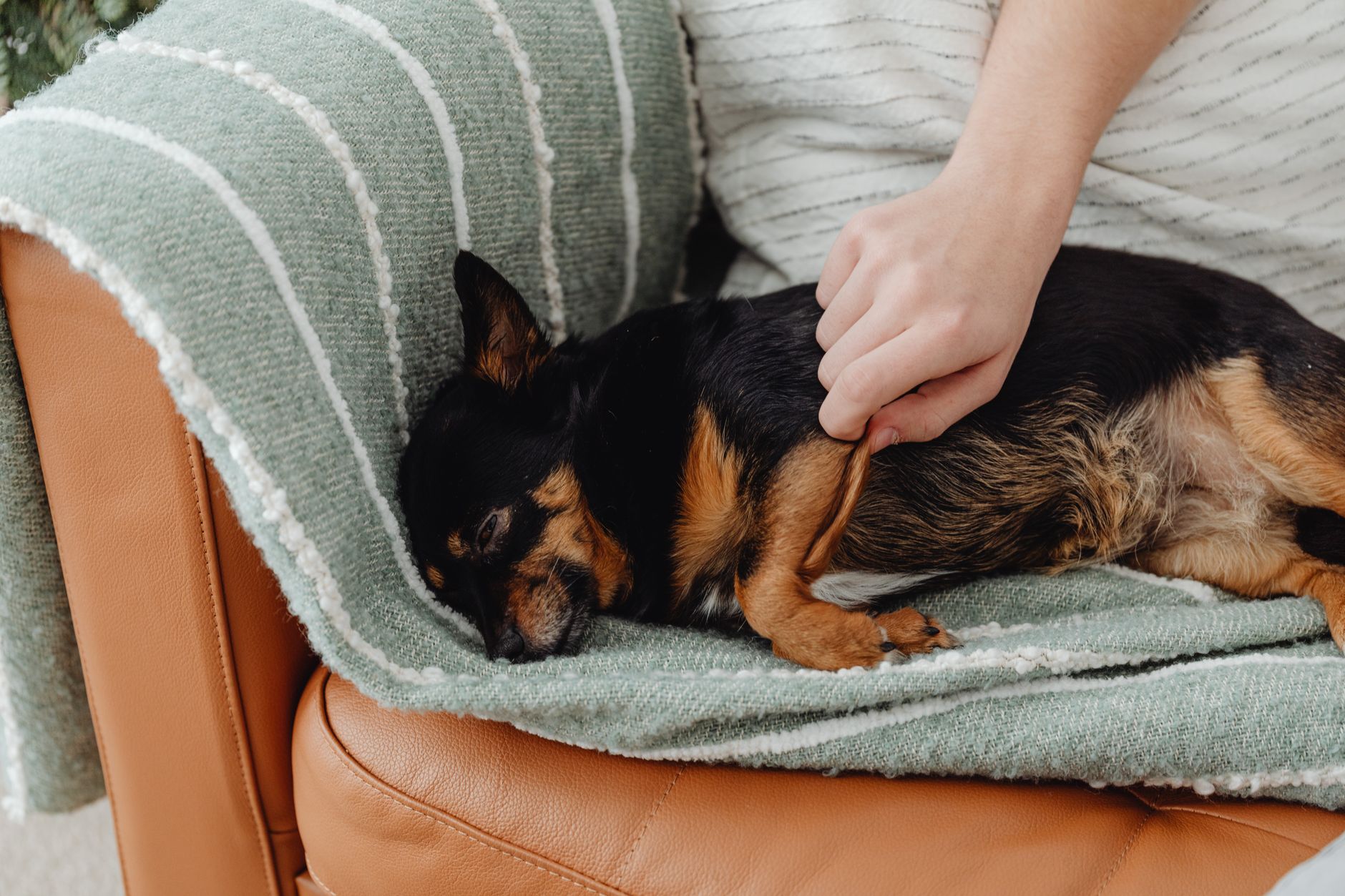 犬が夜に寝ない・吠える時、遊び終わりを整える。のメイン画像