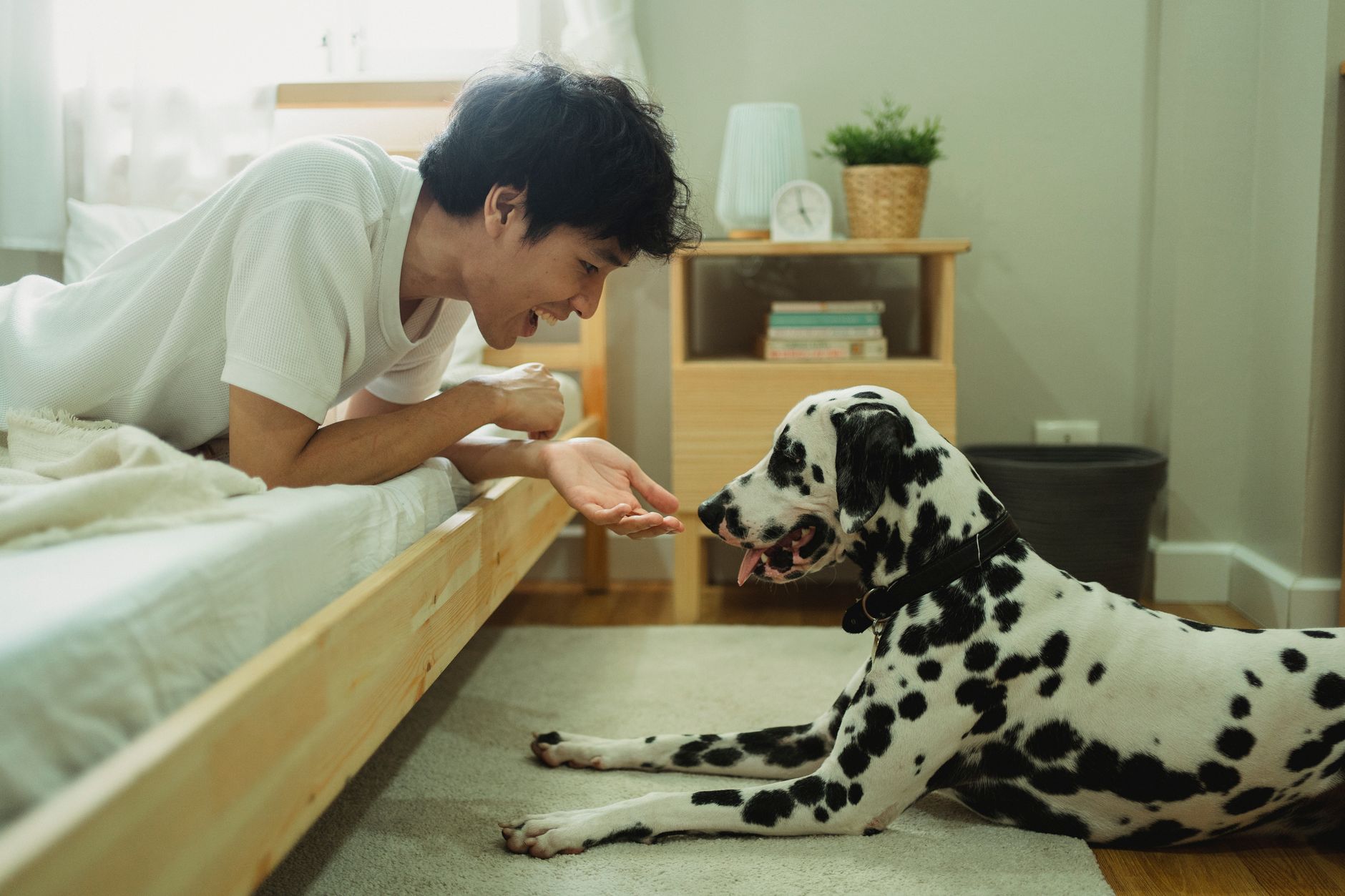 犬がトイレを覚えない時、場所より先に見ること。のメイン画像