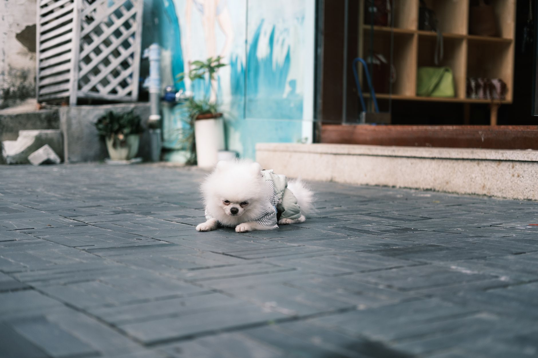 犬のトイレ場所で迷った時、成功率を上げる部屋の整え方。のメイン画像