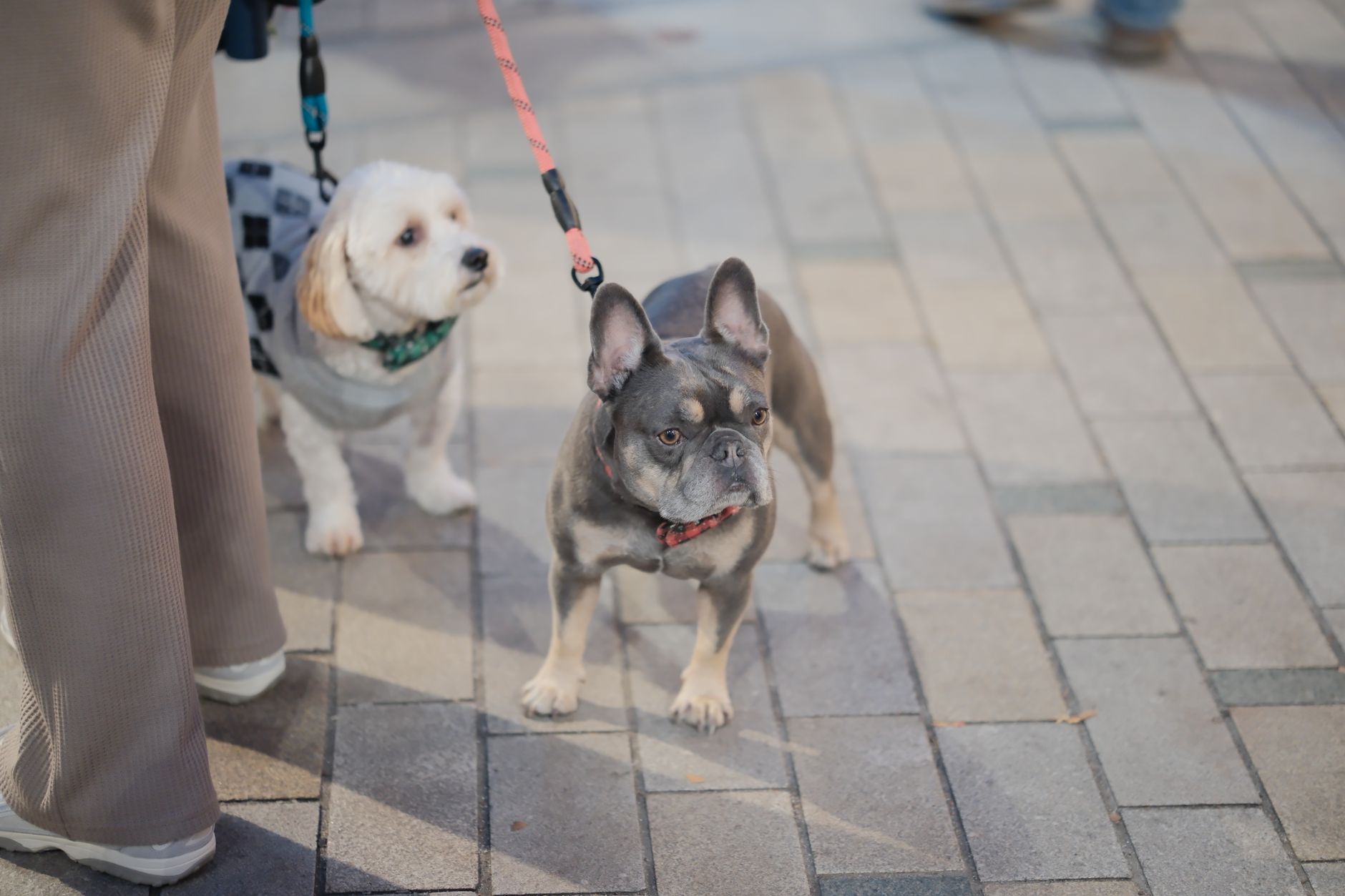 犬の散歩時間はどれくらいが合うか。のメイン画像