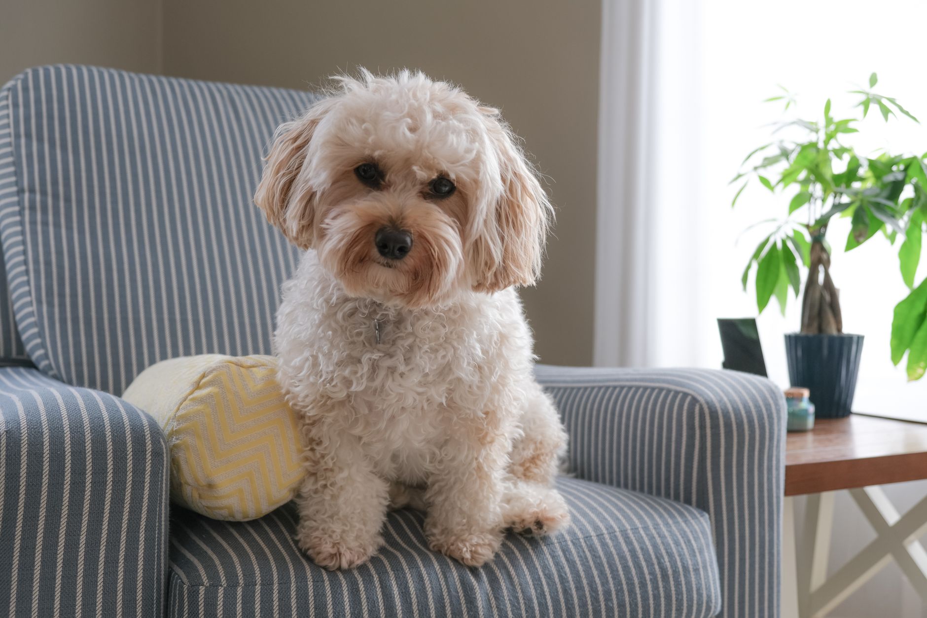 子犬が吠える時、理由を分けて見る。のメイン画像