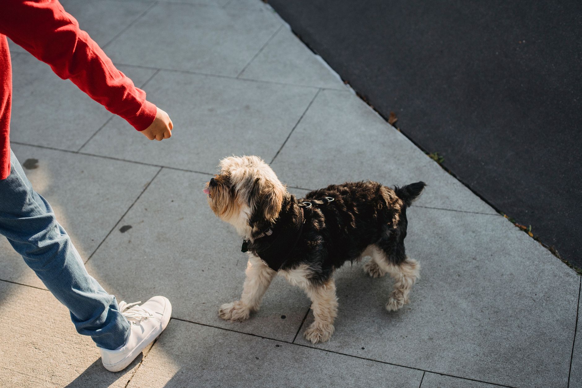 犬の拾い食いを減らす前に見ること。のメイン画像