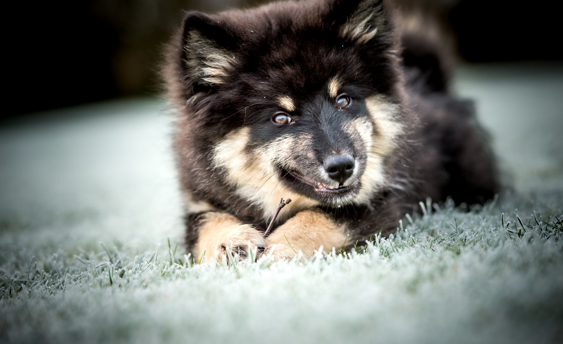 犬が吠える時、まず理由を分けて見る。のメイン画像
