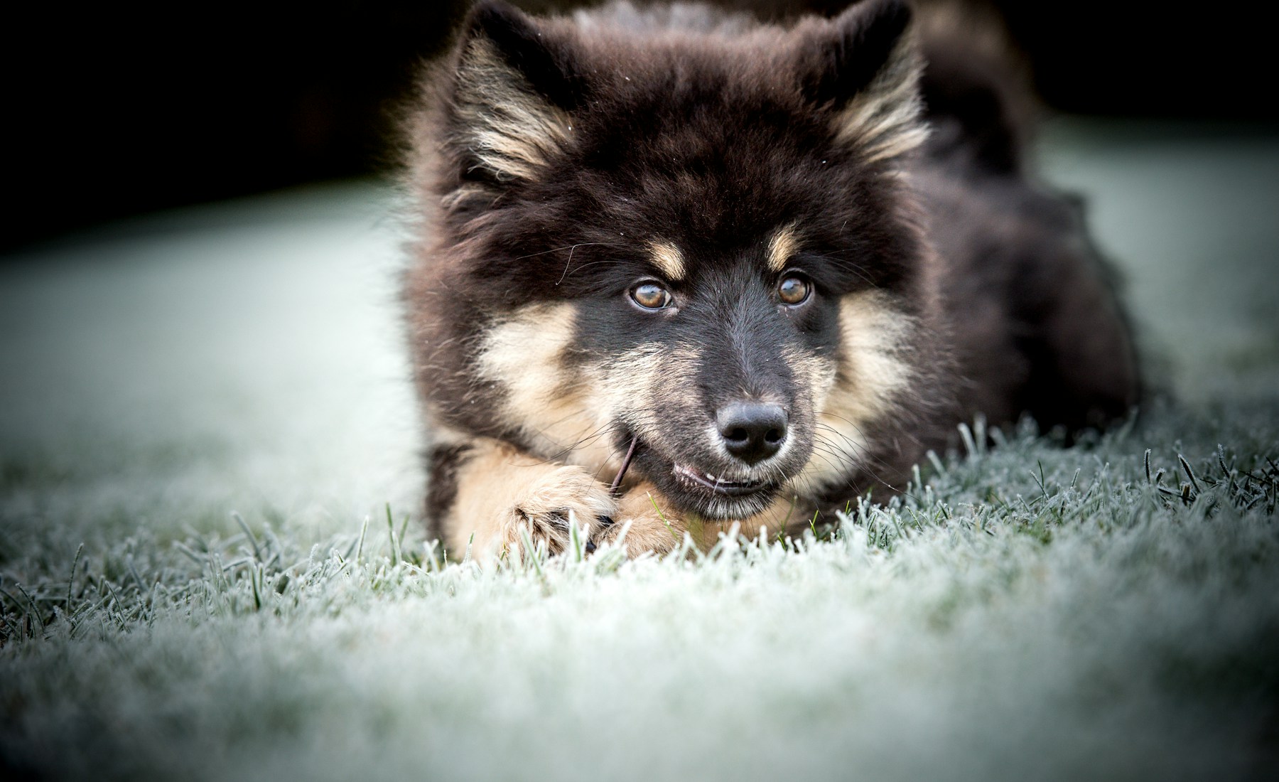 犬が他の犬に吠える時の見方。のメイン画像