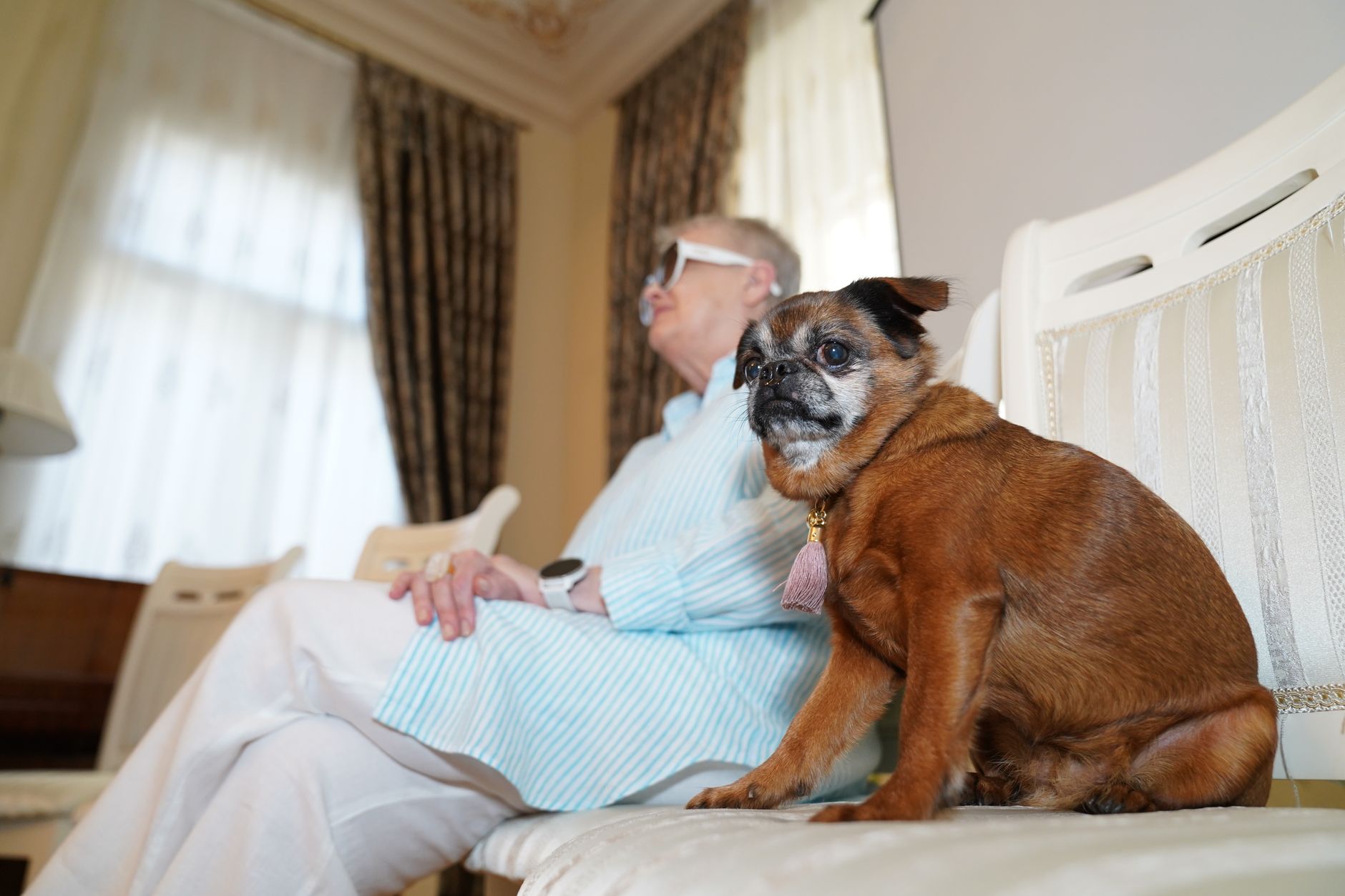 老犬がご飯を食べない時、無理に食べさせる前に見ること。のメイン画像