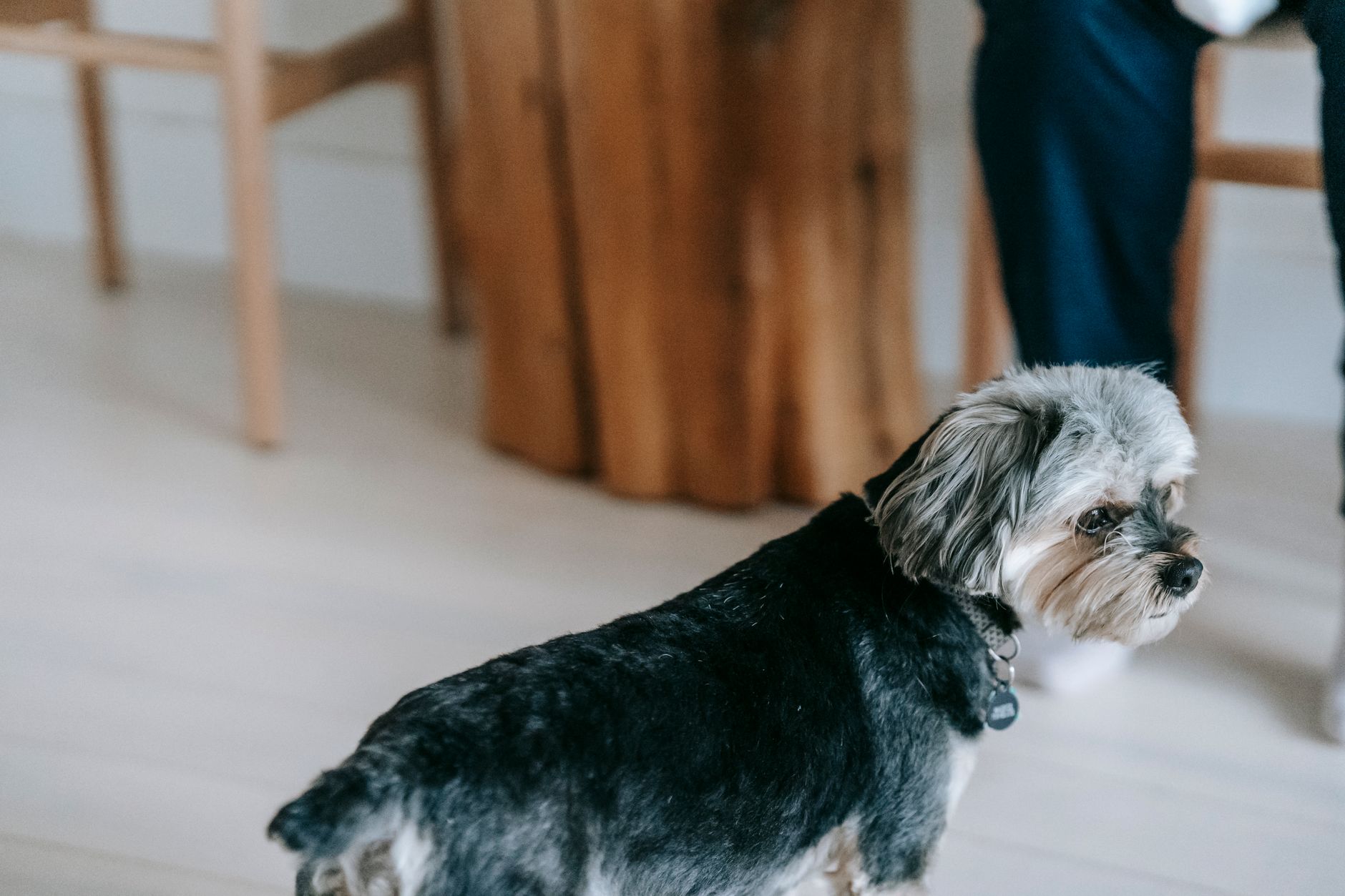 子犬の社会化で無理をしない進め方。のメイン画像