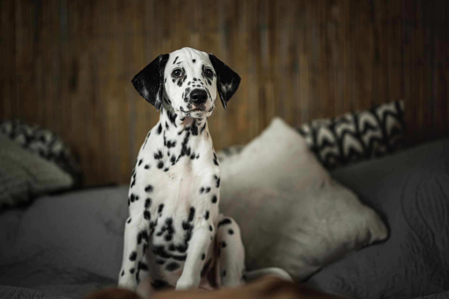 子犬のトイレ回数で見る生活リズム。のメイン画像