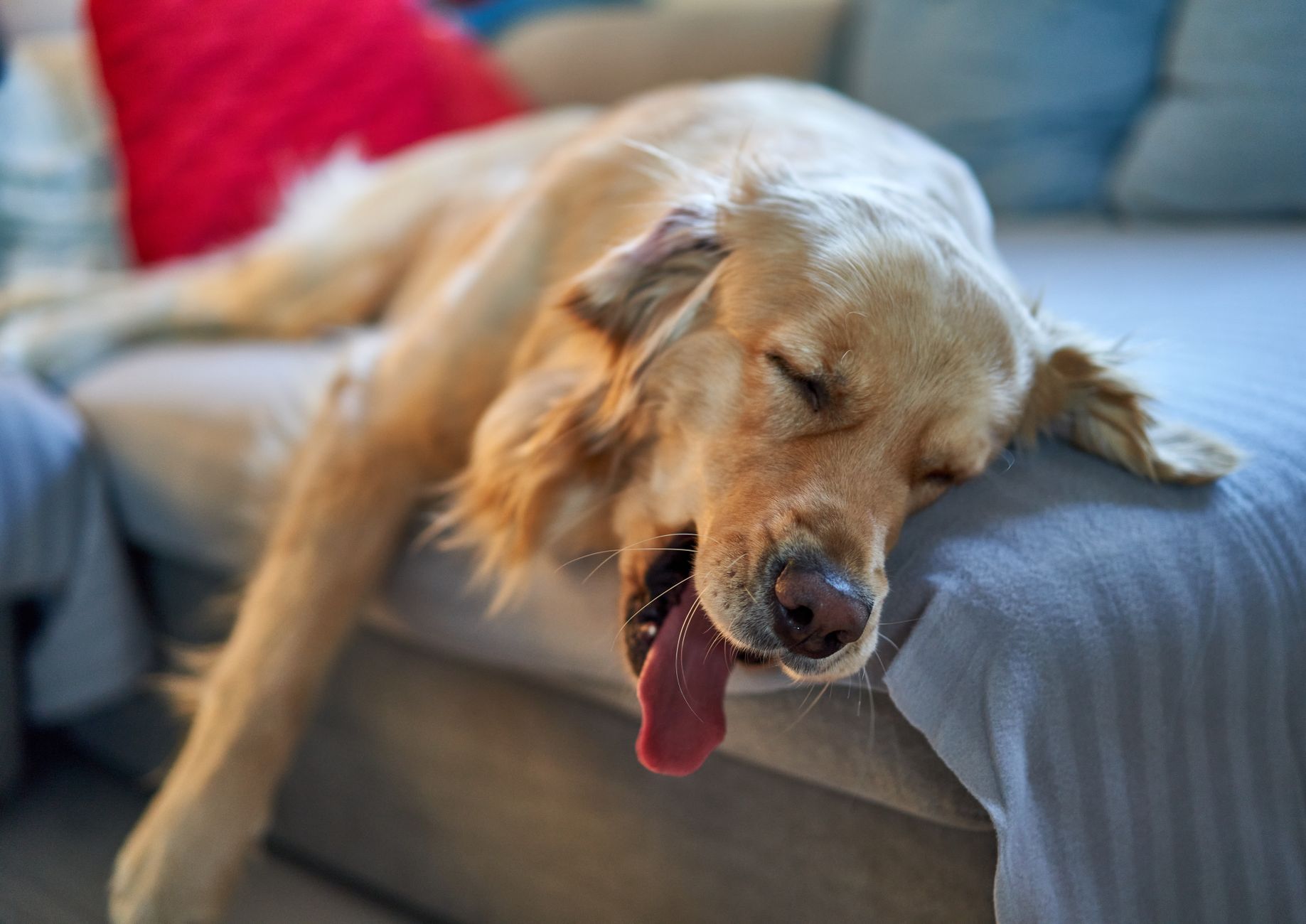 犬が夜中に起きる時、生活リズムで見直すこと。のメイン画像