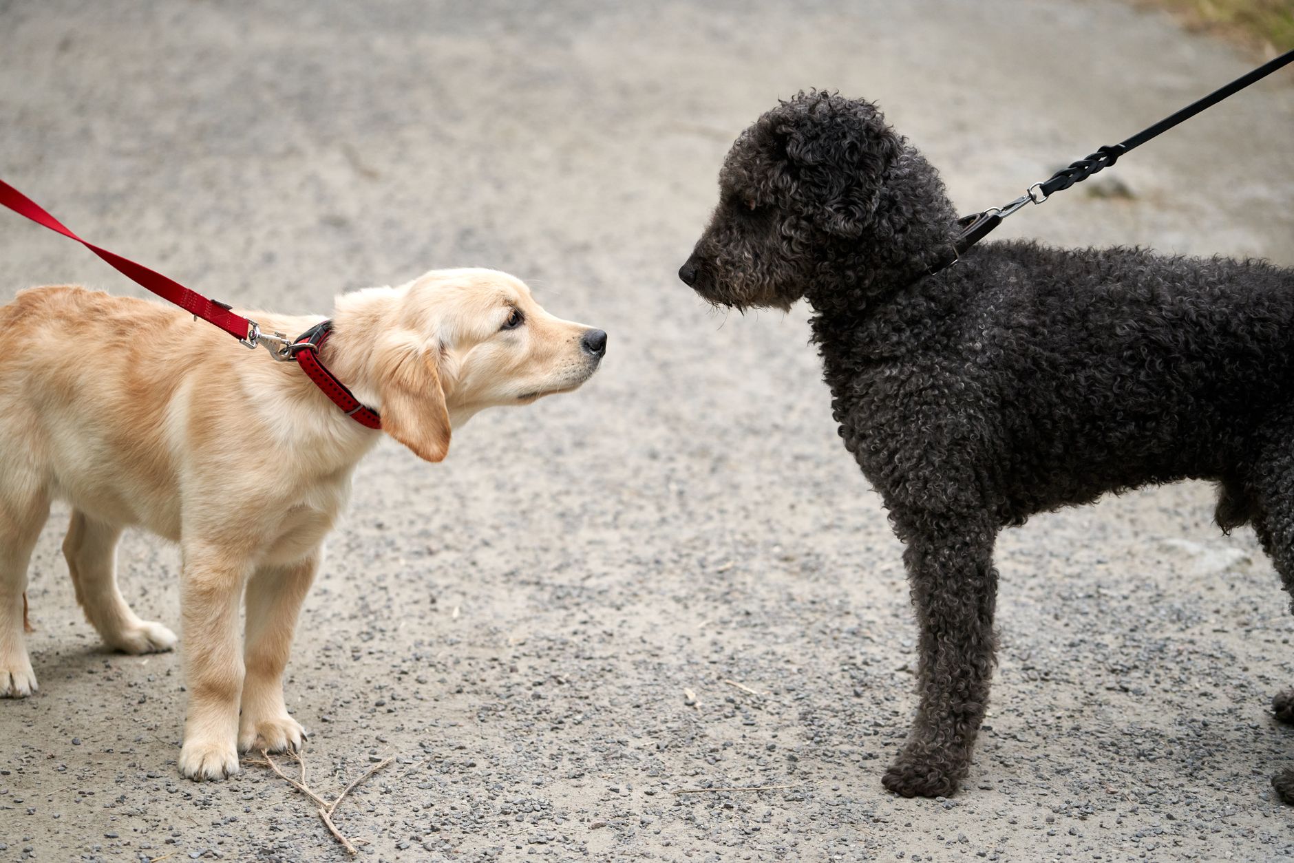 犬が散歩を嫌がる時、無理に歩かせる前に見ること。のメイン画像
