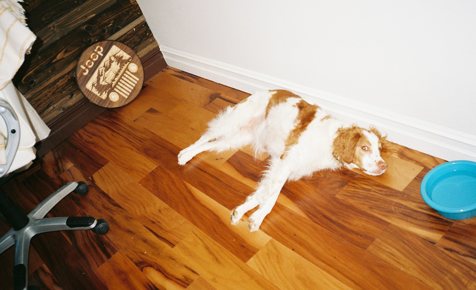 犬の手作りご飯を始める前に確認すること。のメイン画像