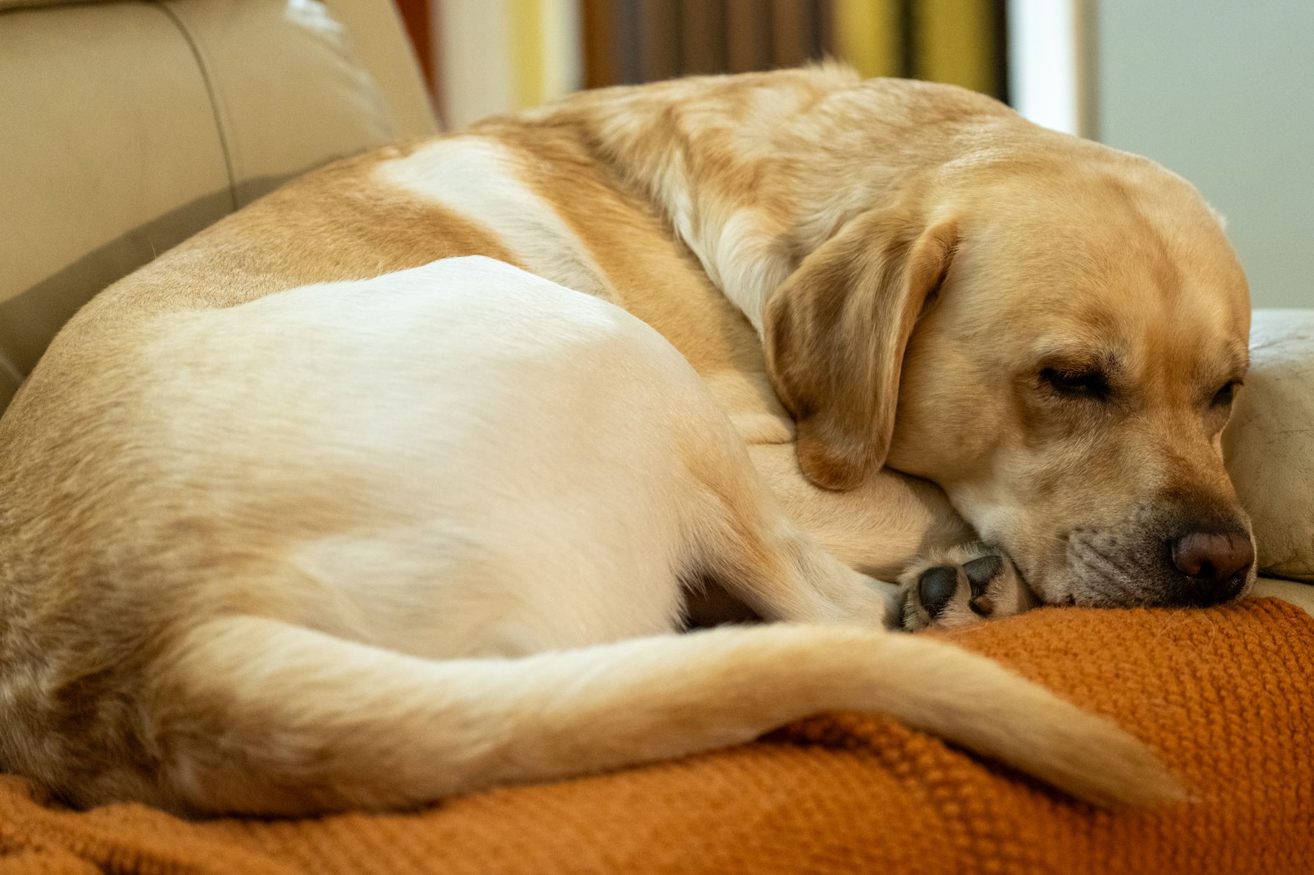 犬の睡眠時間とリズムを整える小さな工夫。のメイン画像