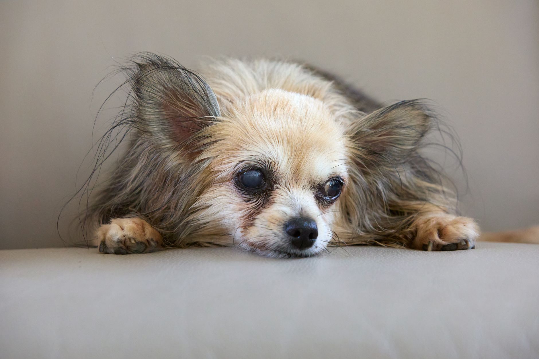 老犬の夜泣きでまず見ること。のメイン画像