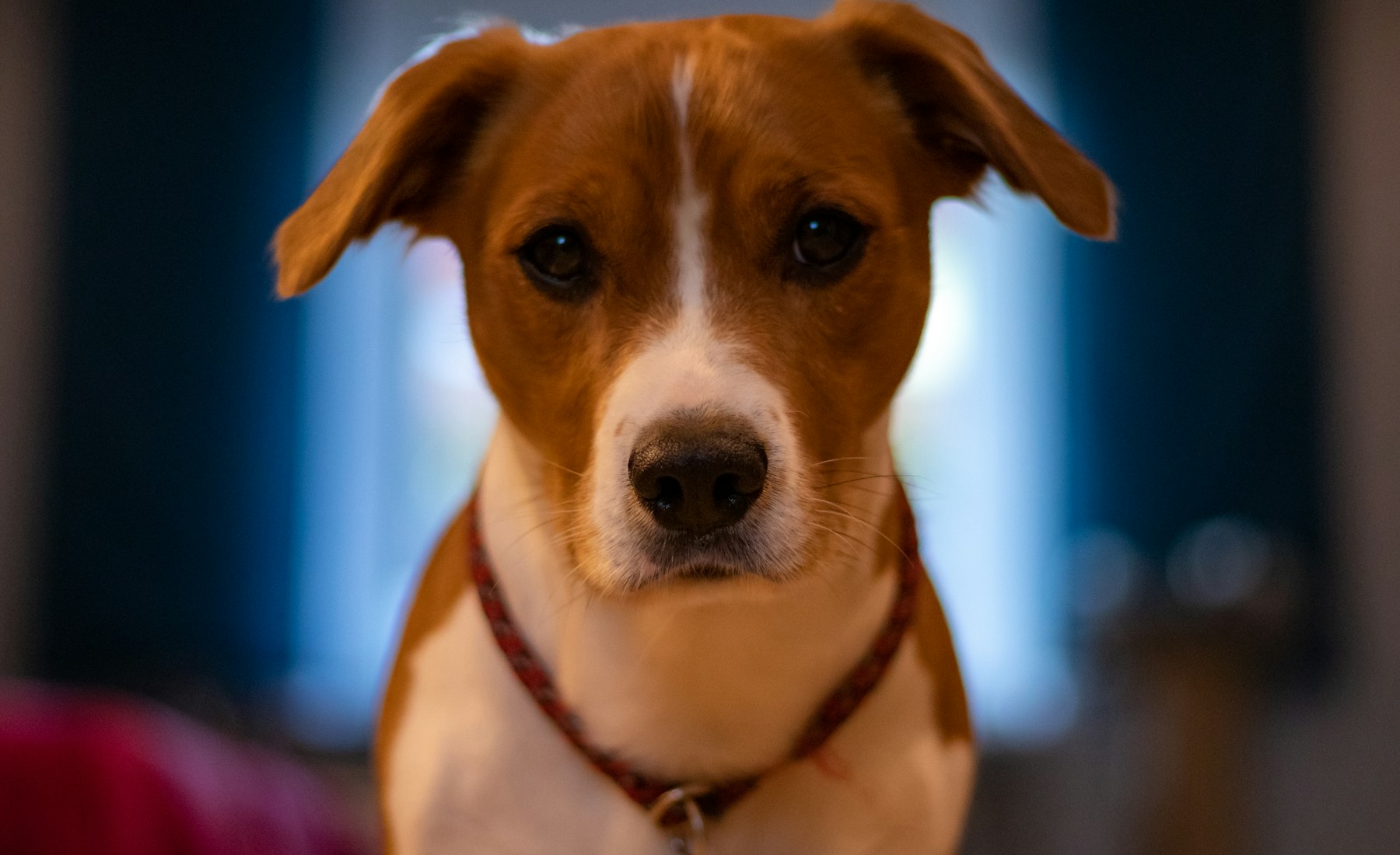 犬が耳をかく時の原因候補と相談目安。のメイン画像
