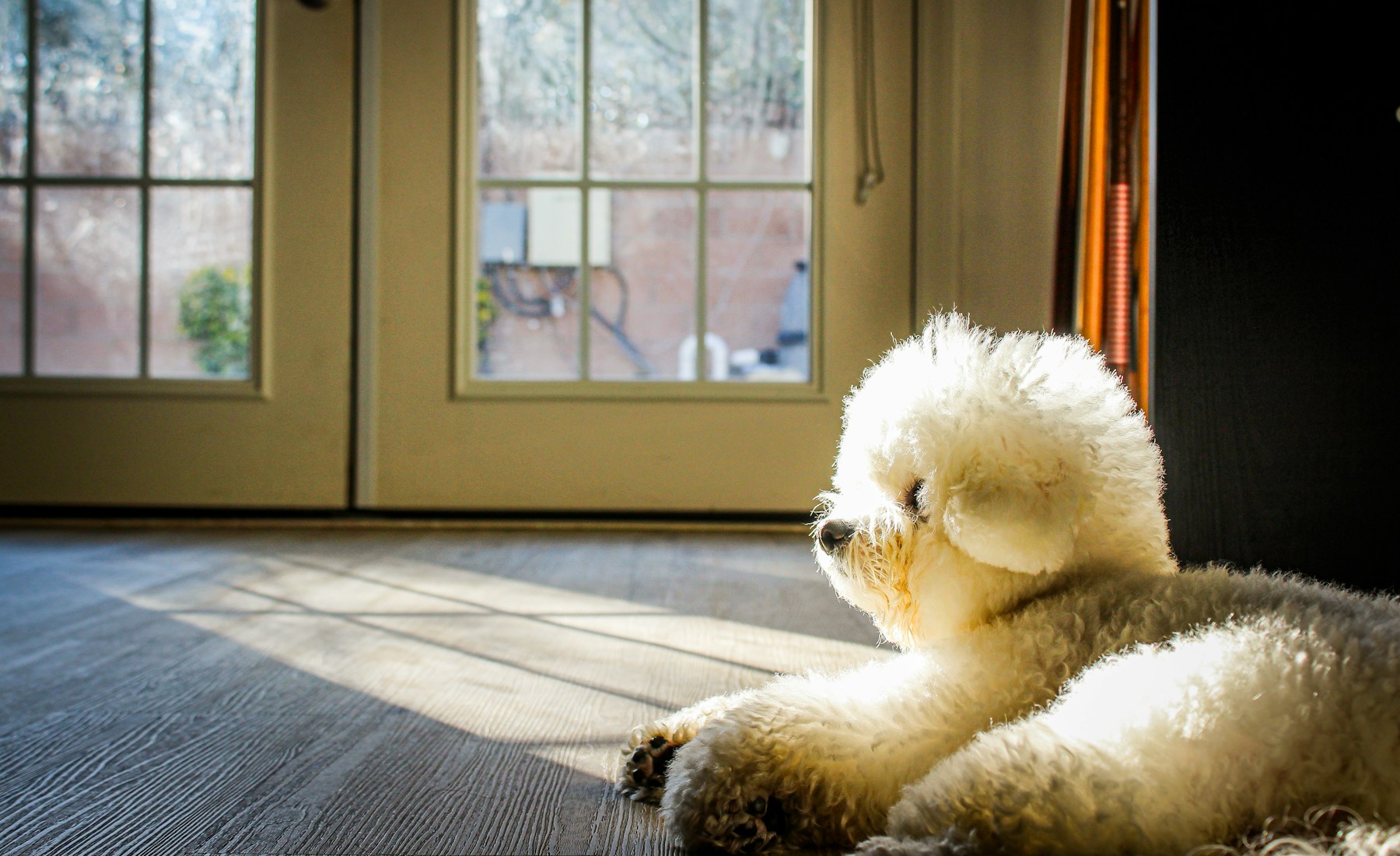 犬が歯みがきを嫌がる時、おもちゃを使う前に知っておきたいこと。のメイン画像