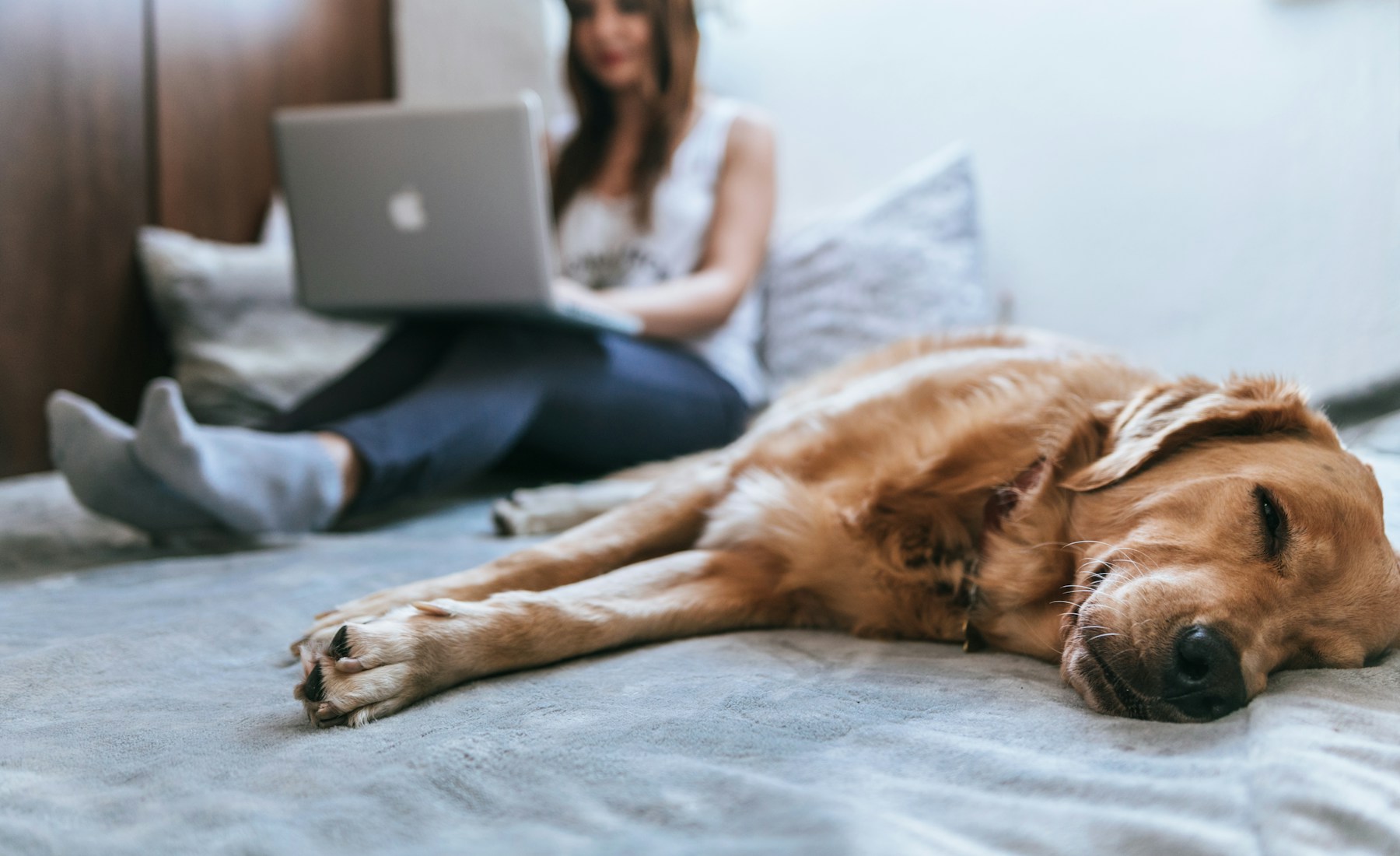 犬が水をよく飲む時、量と回数を見る。のメイン画像