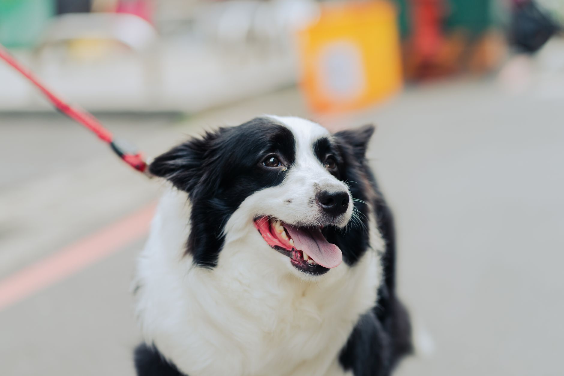 犬の散歩回数を見直す時の考え方。のメイン画像