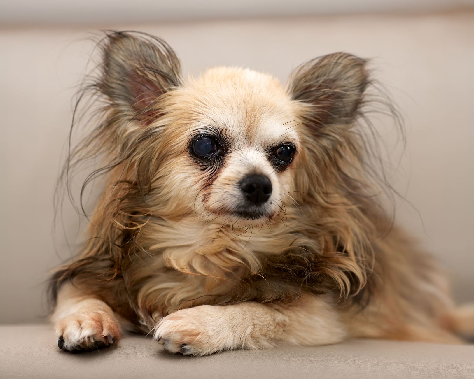 老犬介護を始める前に整えること。のメイン画像