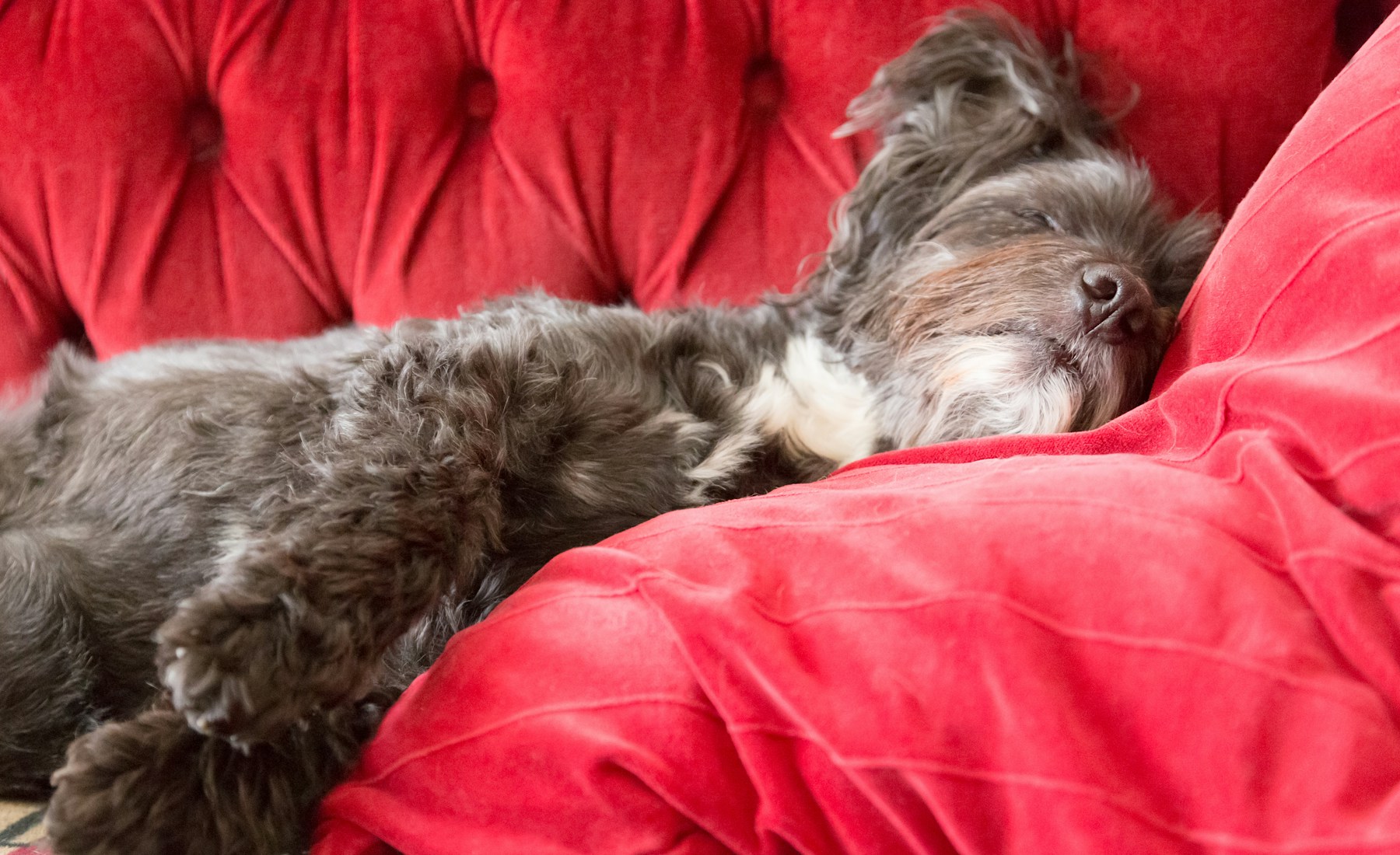 犬が足を引きずる時、歩かせる前に見ること。のメイン画像
