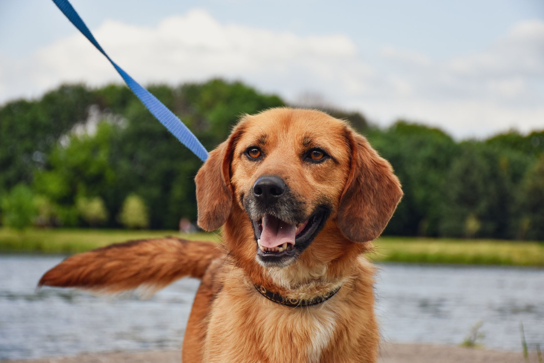 犬の散歩やおでかけ前に、体調と持ち物を確認する。のメイン画像