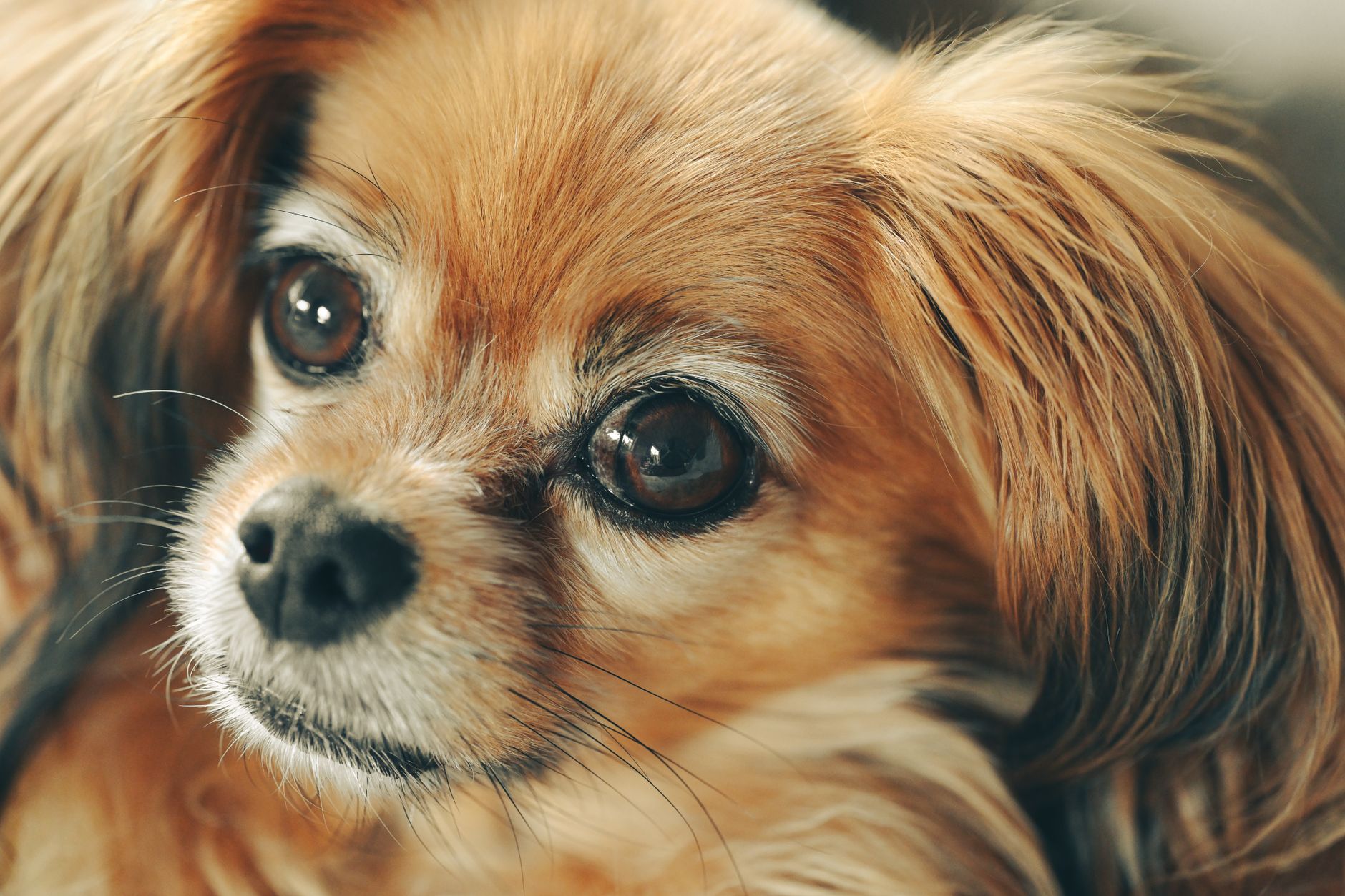 犬の鼻水が気になる時に見ること。のメイン画像