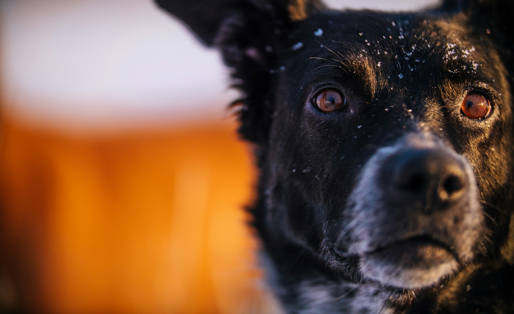 犬の保険を考える前に、整理しておきたいこと。のメイン画像