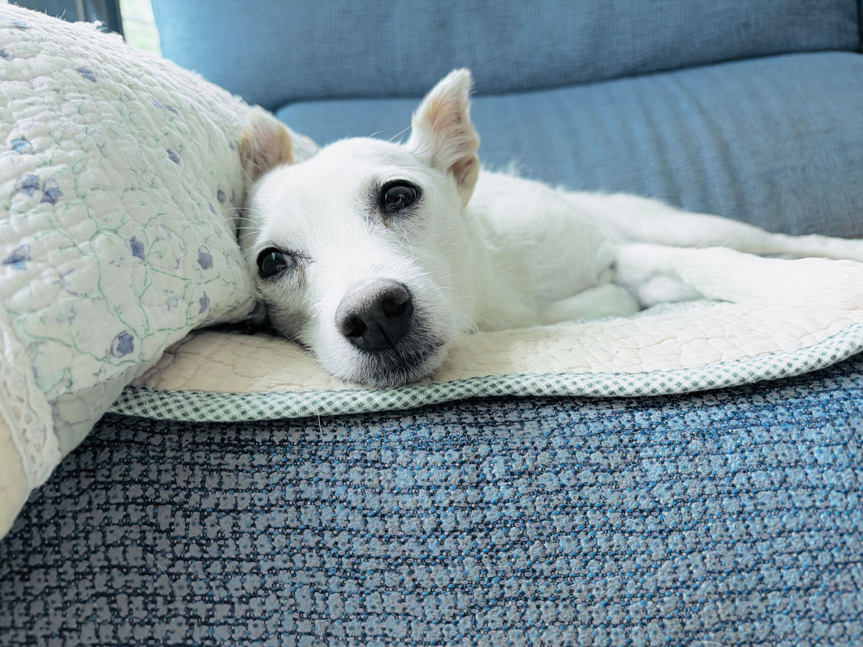 犬が吐いた時、まず確認すること。のメイン画像