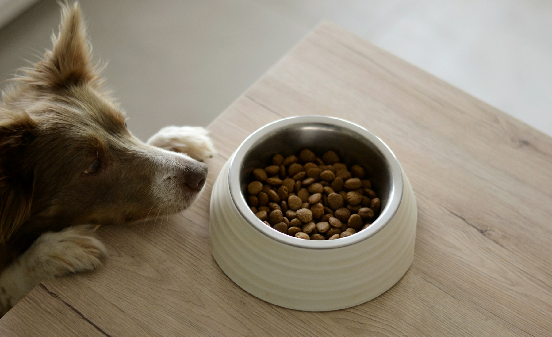 犬の食欲がない日に、最初に見ること。のメイン画像