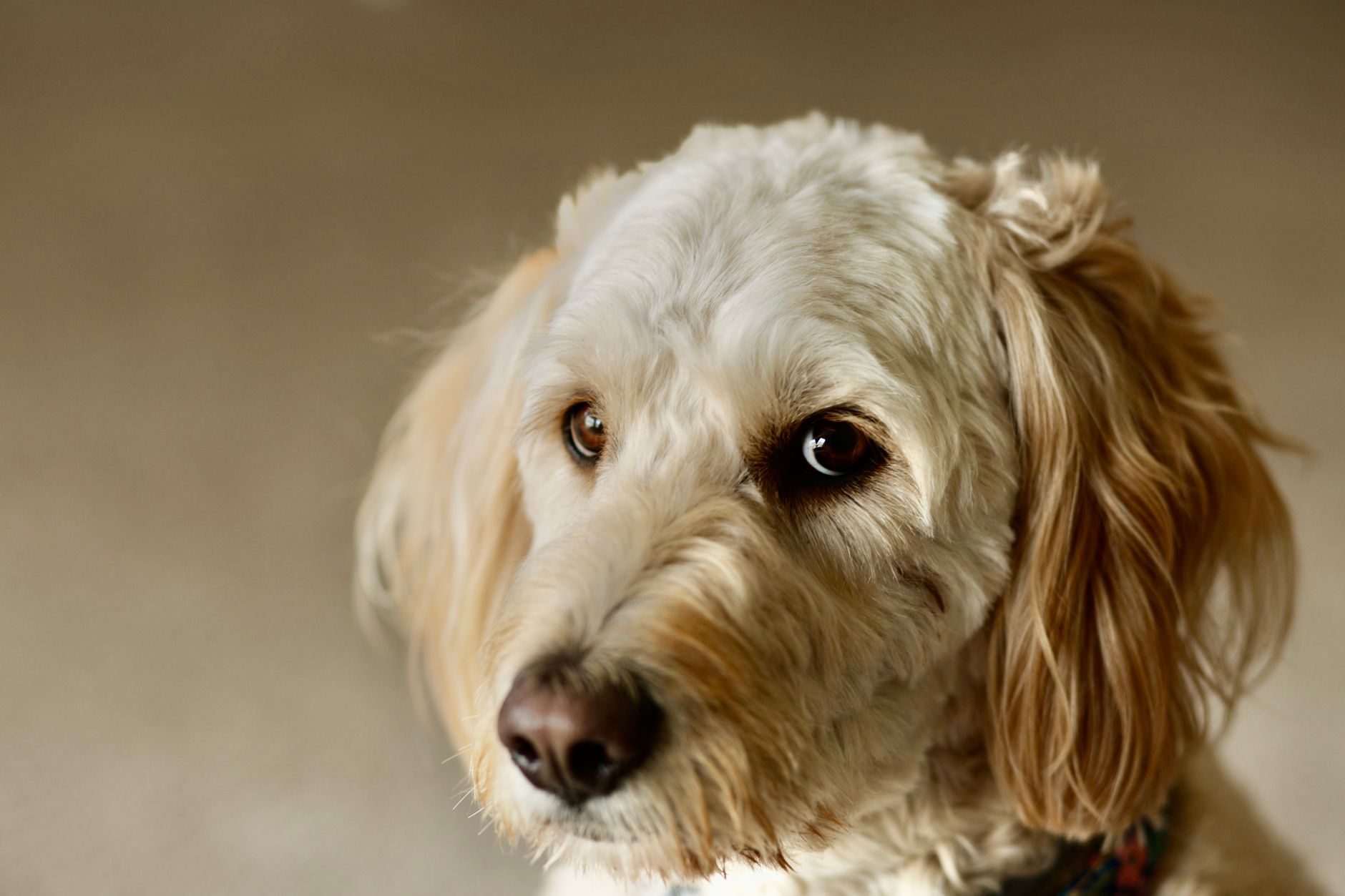 犬の肉球が赤い時、散歩と舐め方を見る。のメイン画像