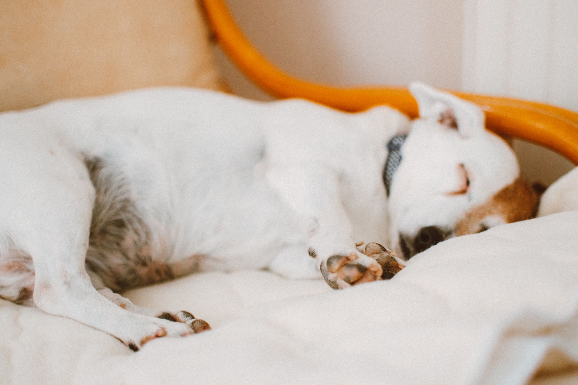 犬が黄色い液を吐いた時の見方。のメイン画像