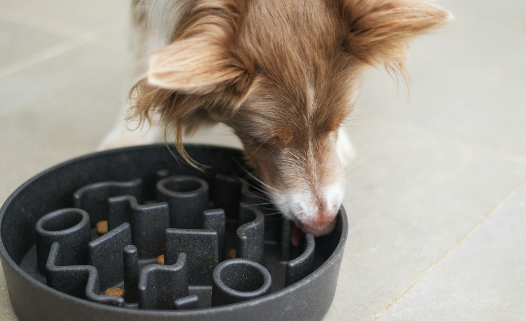 犬がドッグフードを食べない時、変える前に確認すること。のメイン画像