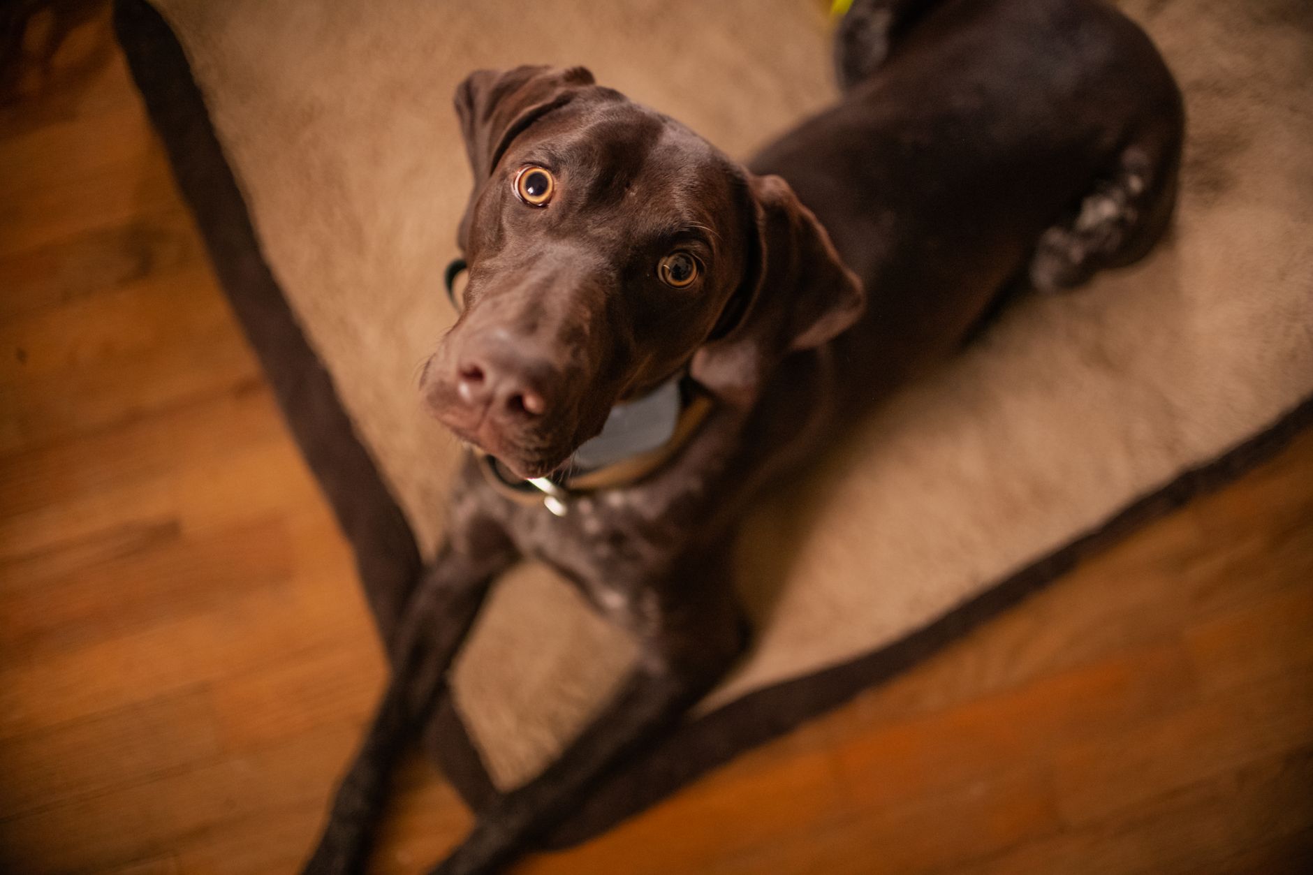 犬がうんちだけ失敗する時、場所とタイミングで見ること。のメイン画像
