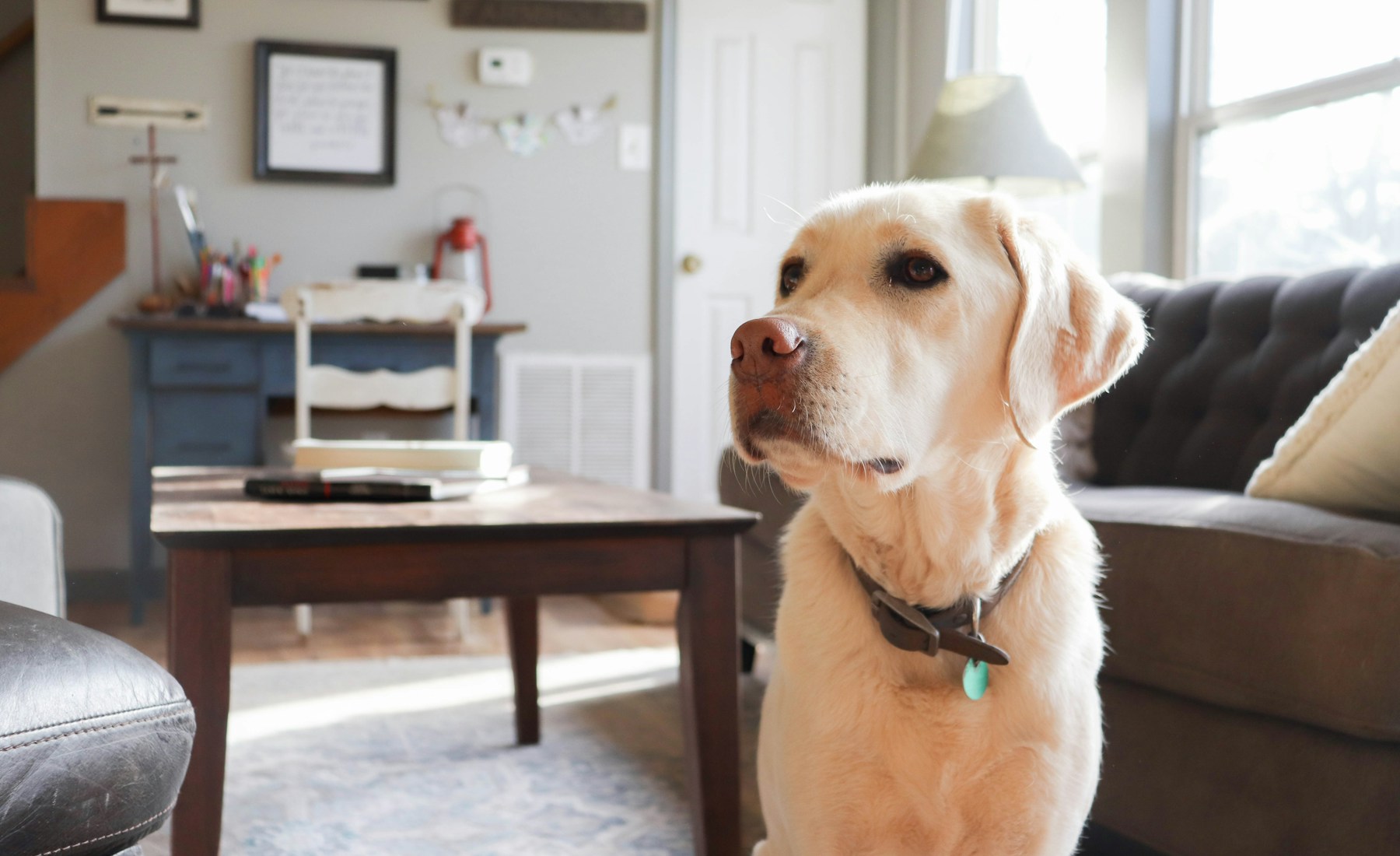 犬の留守番が苦手な時、少しずつ慣れる順番。のメイン画像
