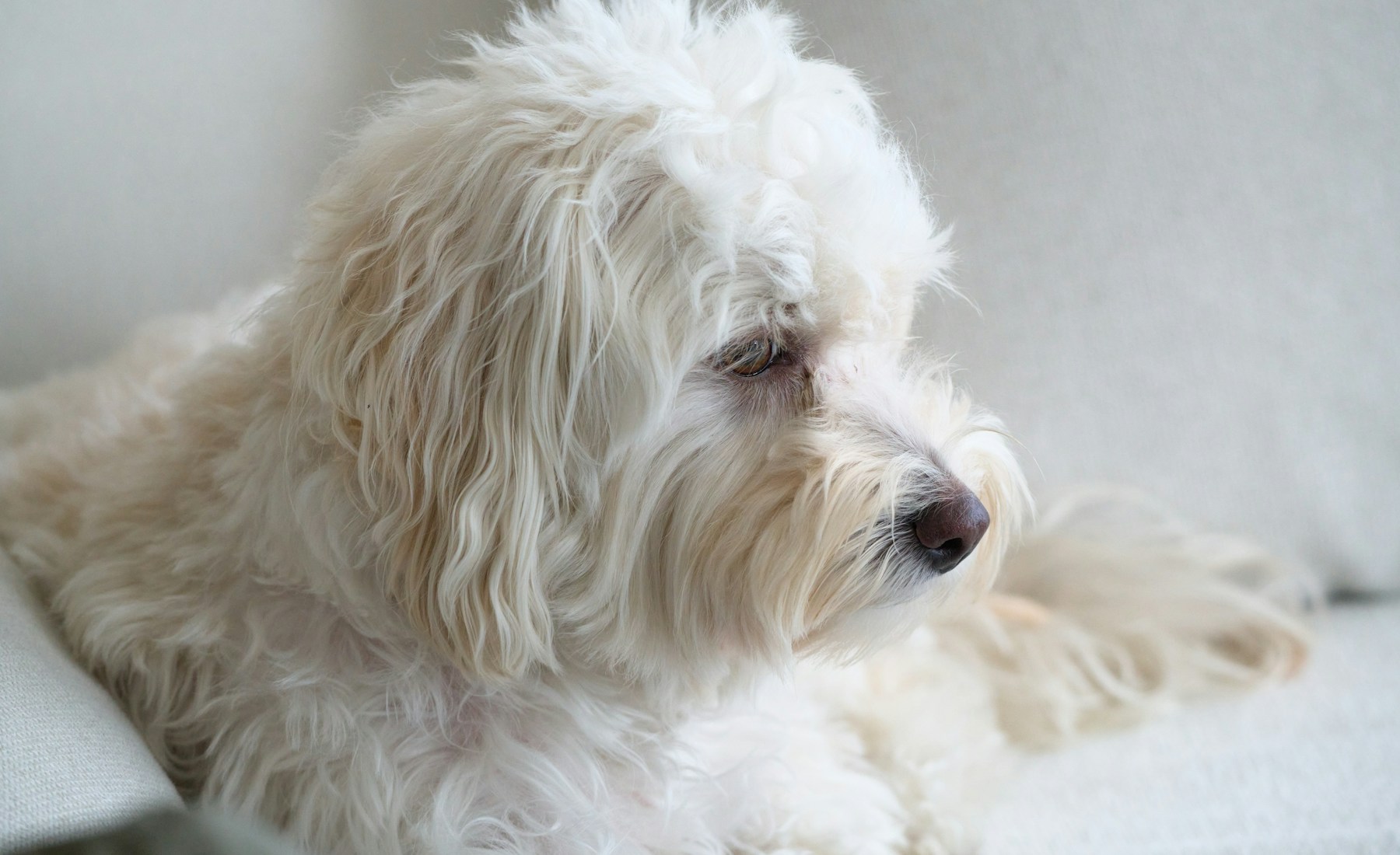 犬の耳が臭い時、まず耳まわりを見る。のメイン画像