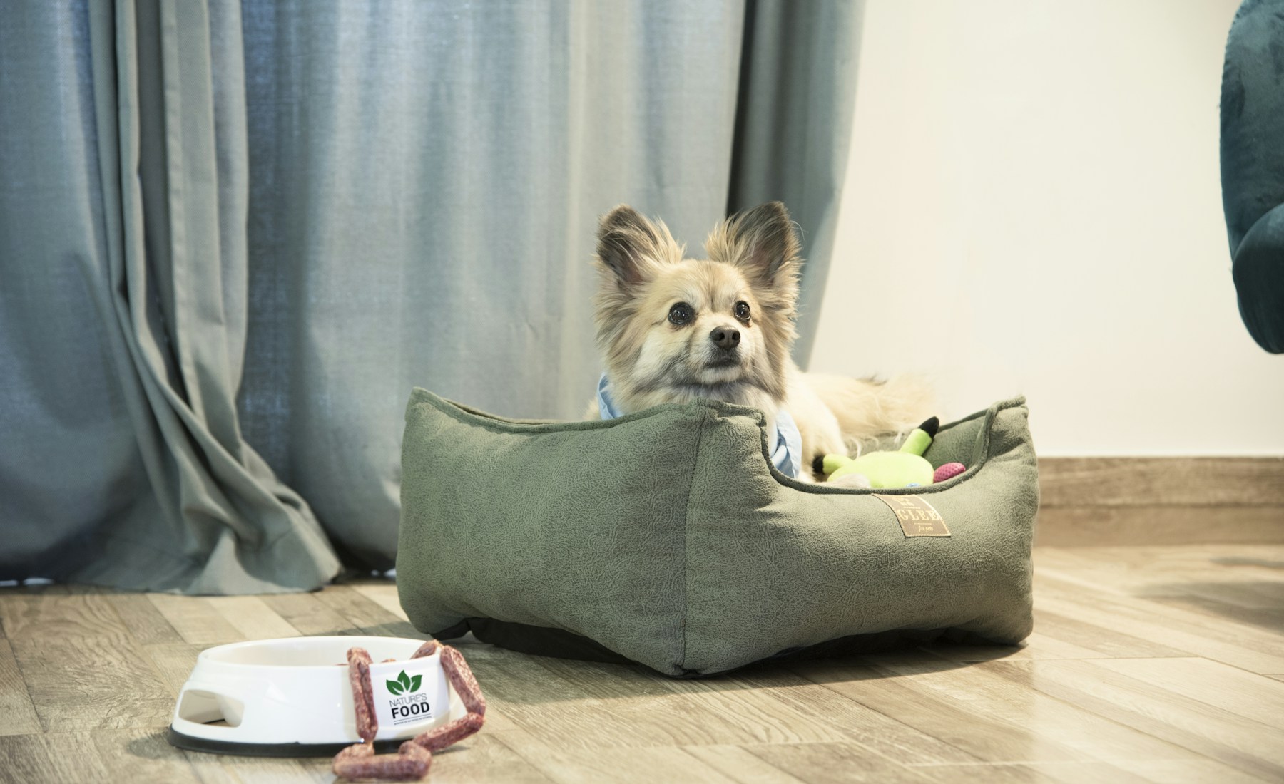 犬の適正体重を数字だけで決めない。のメイン画像