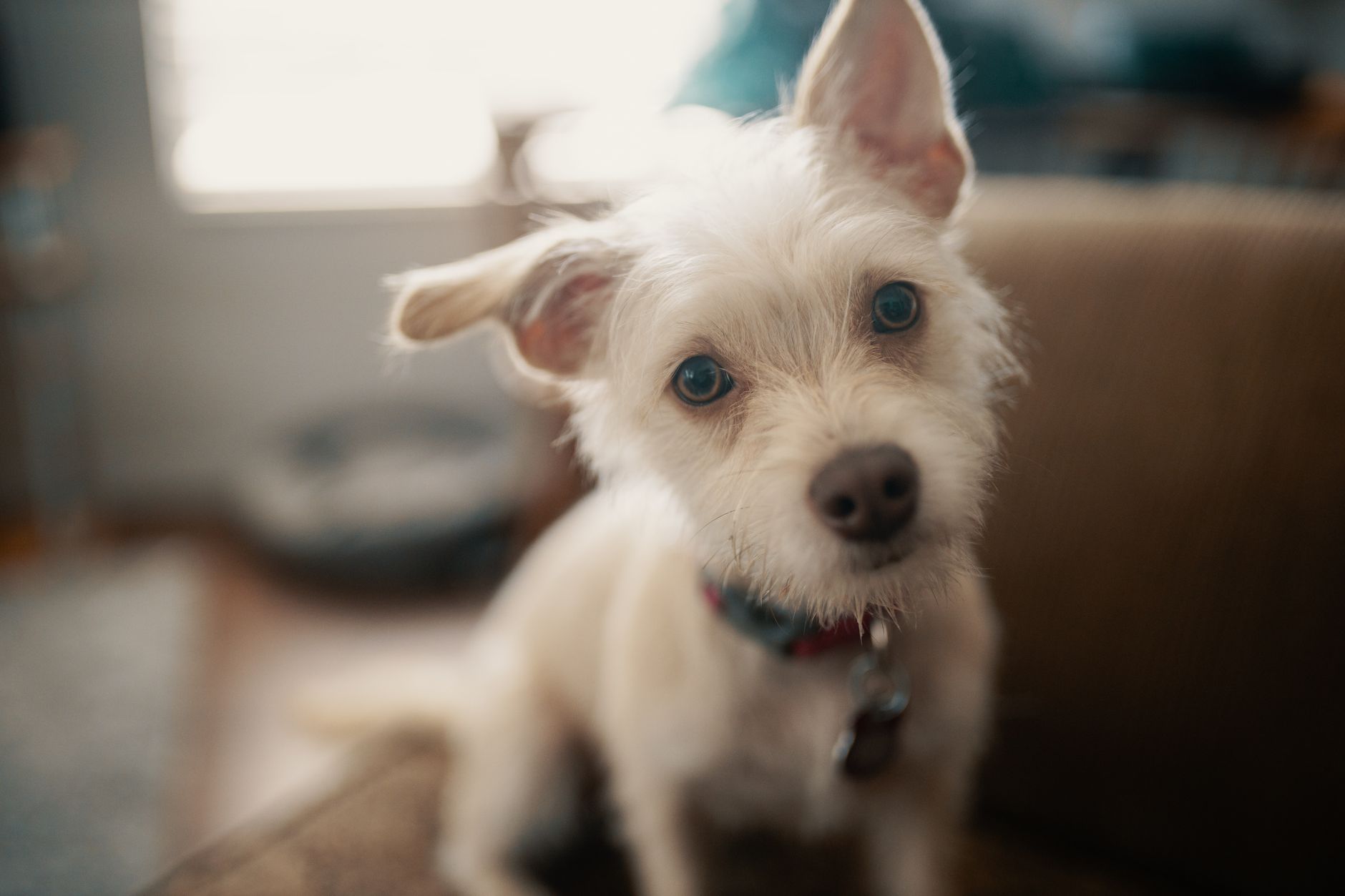 子犬のおでかけは、ワクチンと場所のリスクを分けて考える。のメイン画像