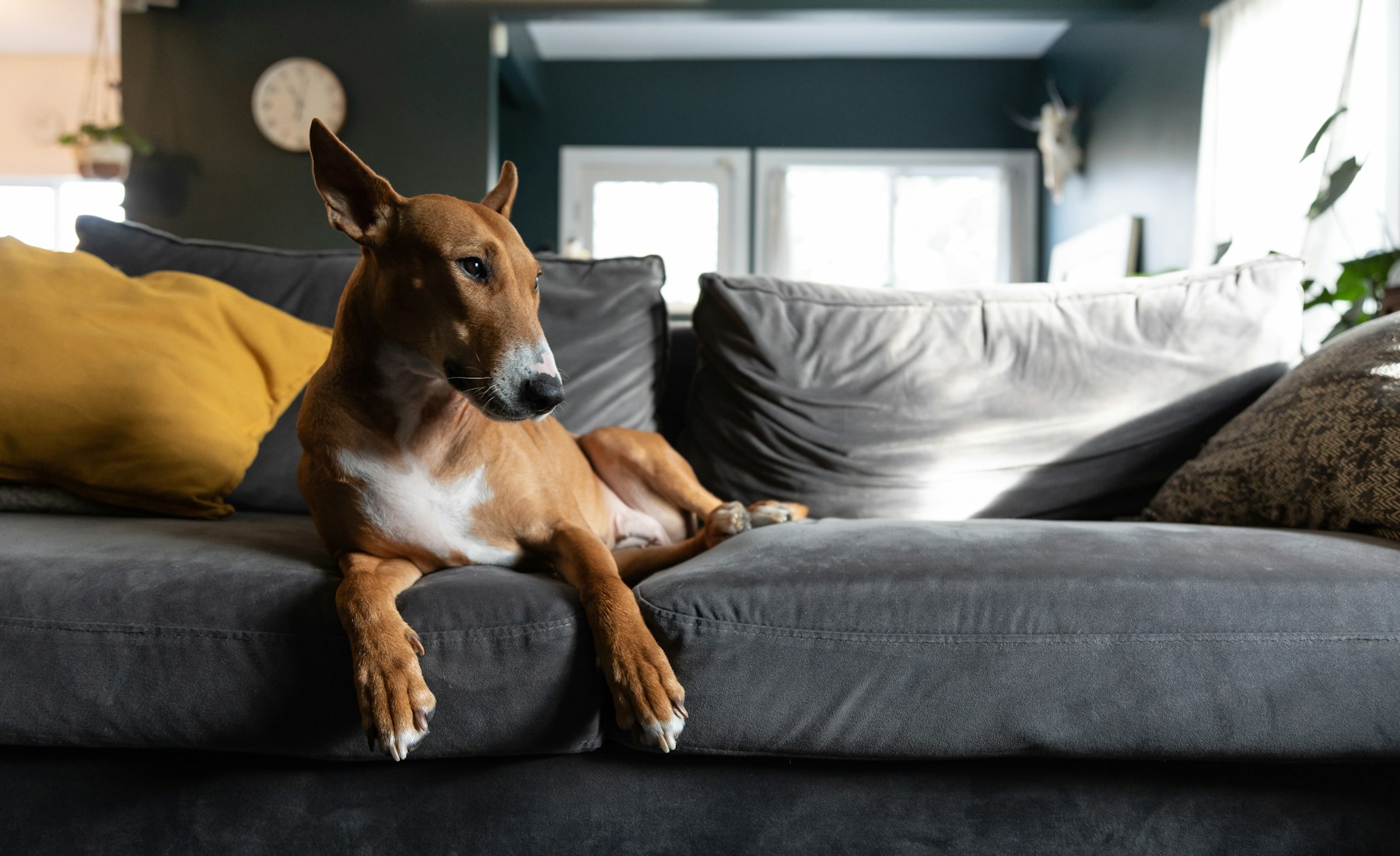 犬の下痢と食欲なしが重なる時、記録して相談したいこと。のメイン画像