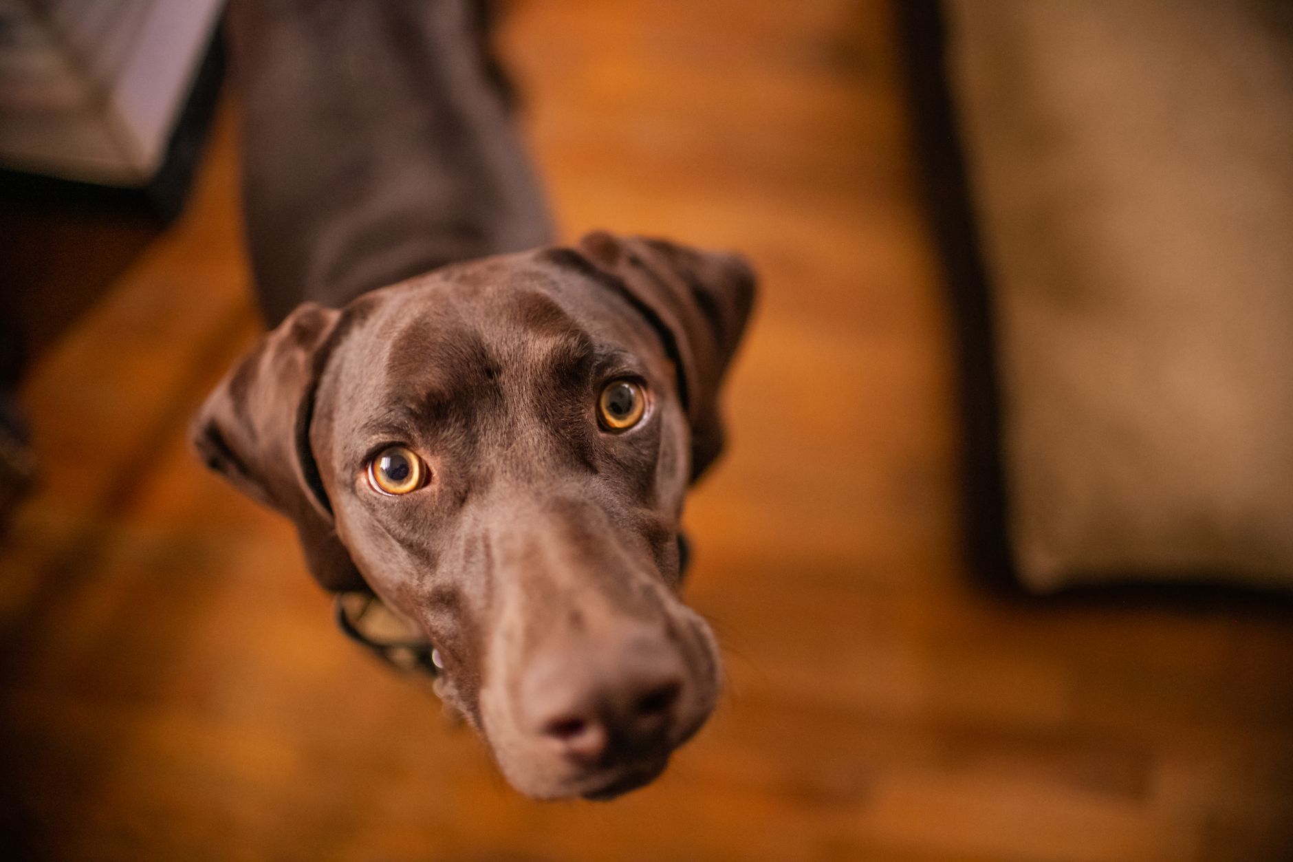 犬の涙やけが気になる時、まず見ること。のメイン画像