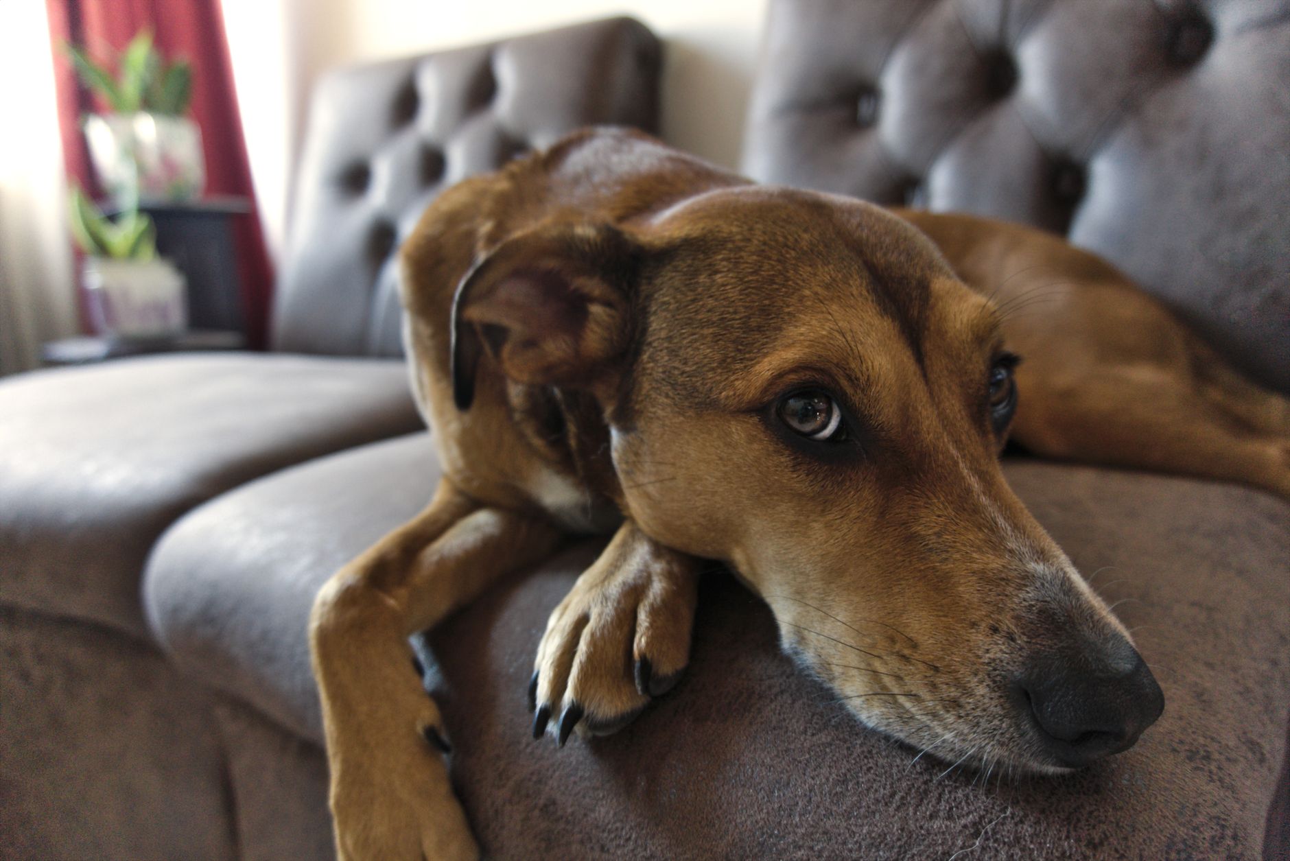 犬が白い泡を吐いた時、見ること。のメイン画像